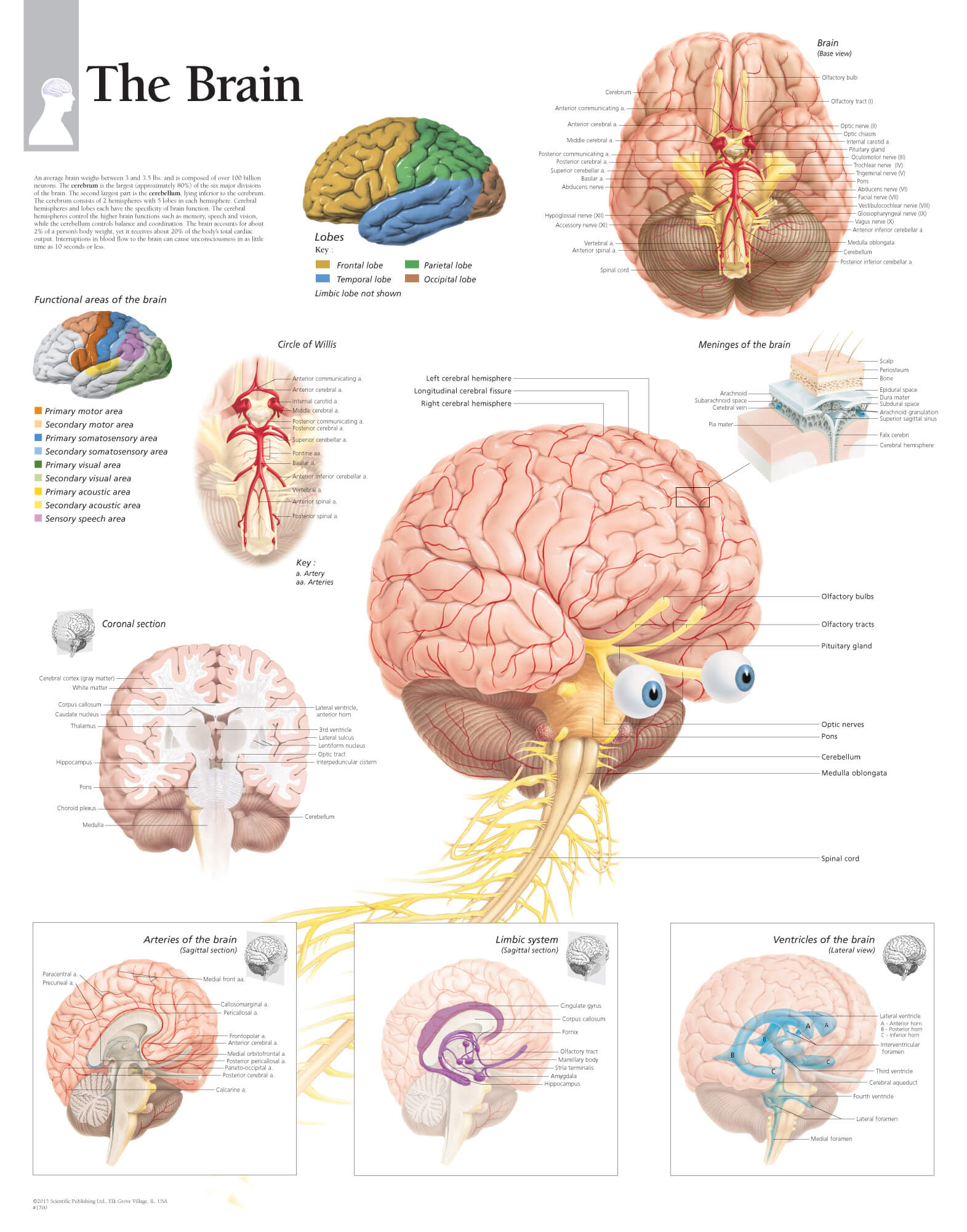 21 The Brain Parts And Functions Chart Ladif M Simpson