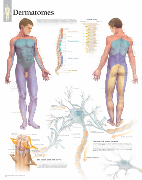 dermatomes anatomy