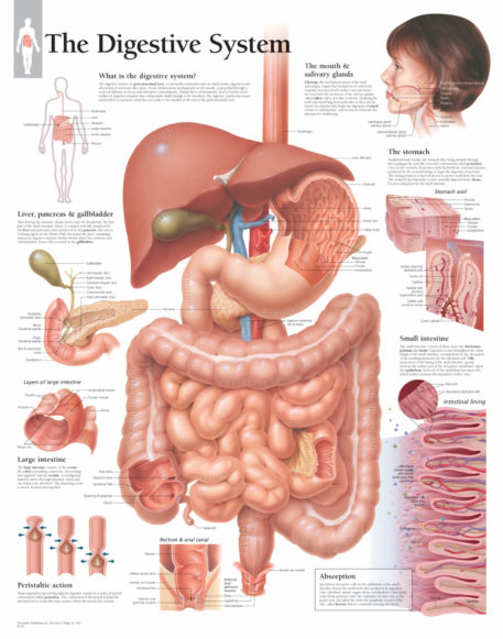 Digestive System