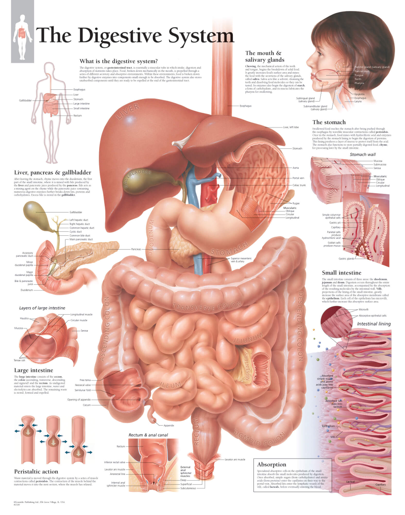 presentation of the digestive system