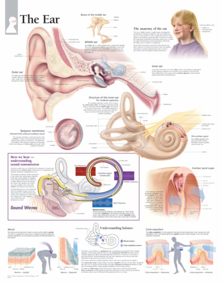 Specific Anatomy | Scientific Publishing