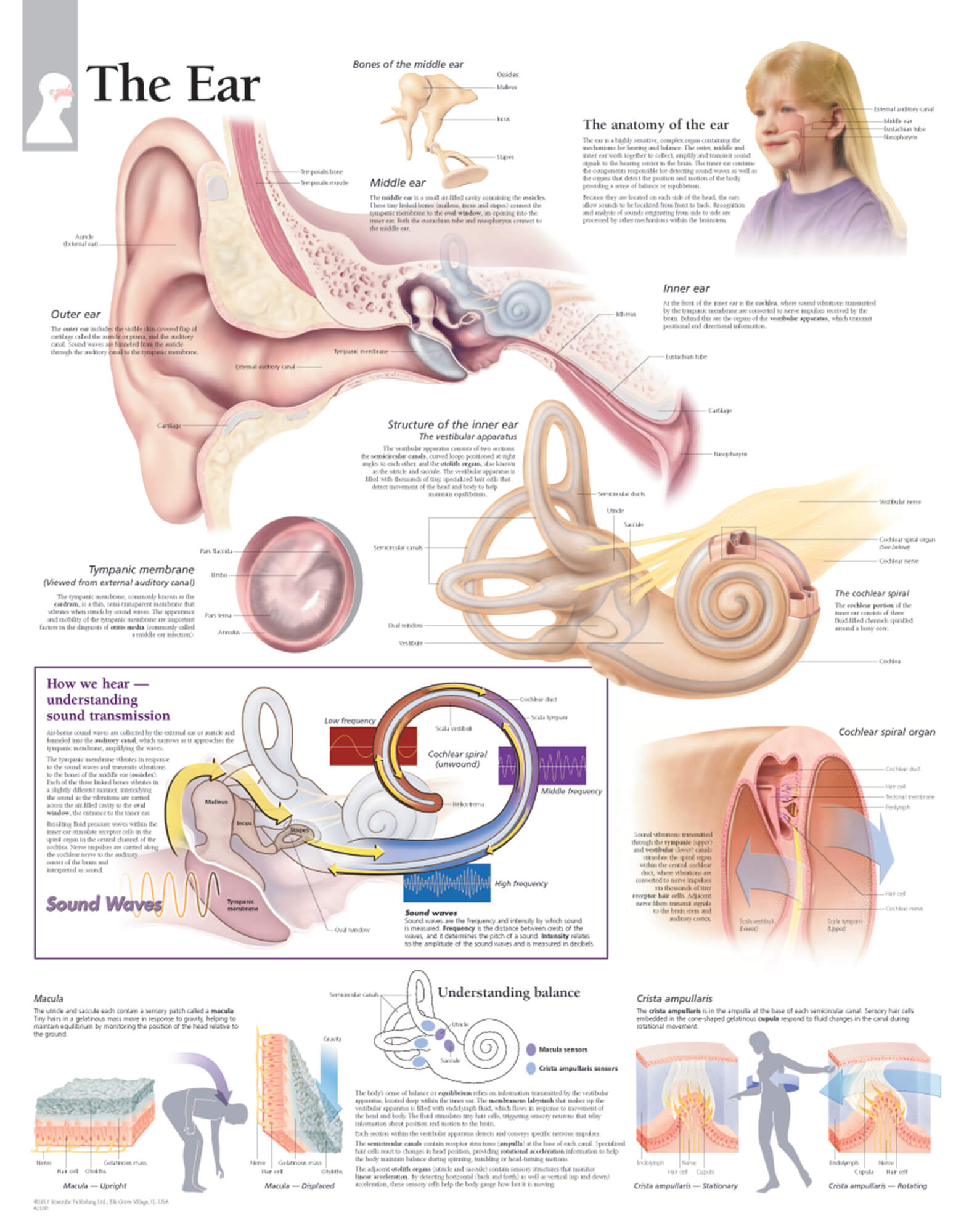 Middle Ear Infection Chart