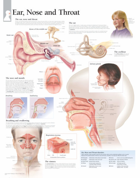 ear nose and throat