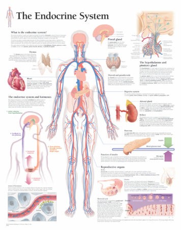 endocrine anatomy