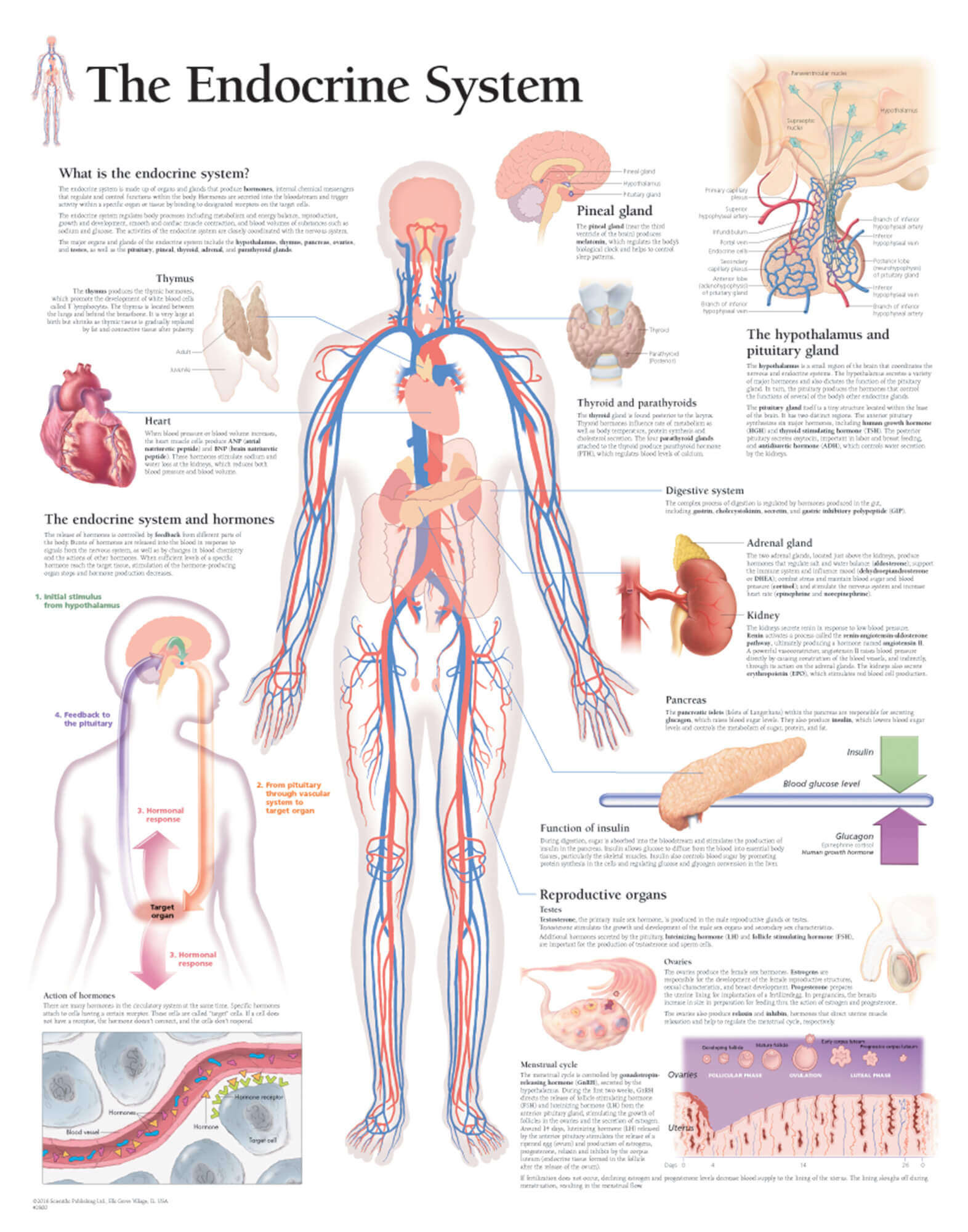 Human Gland Chart