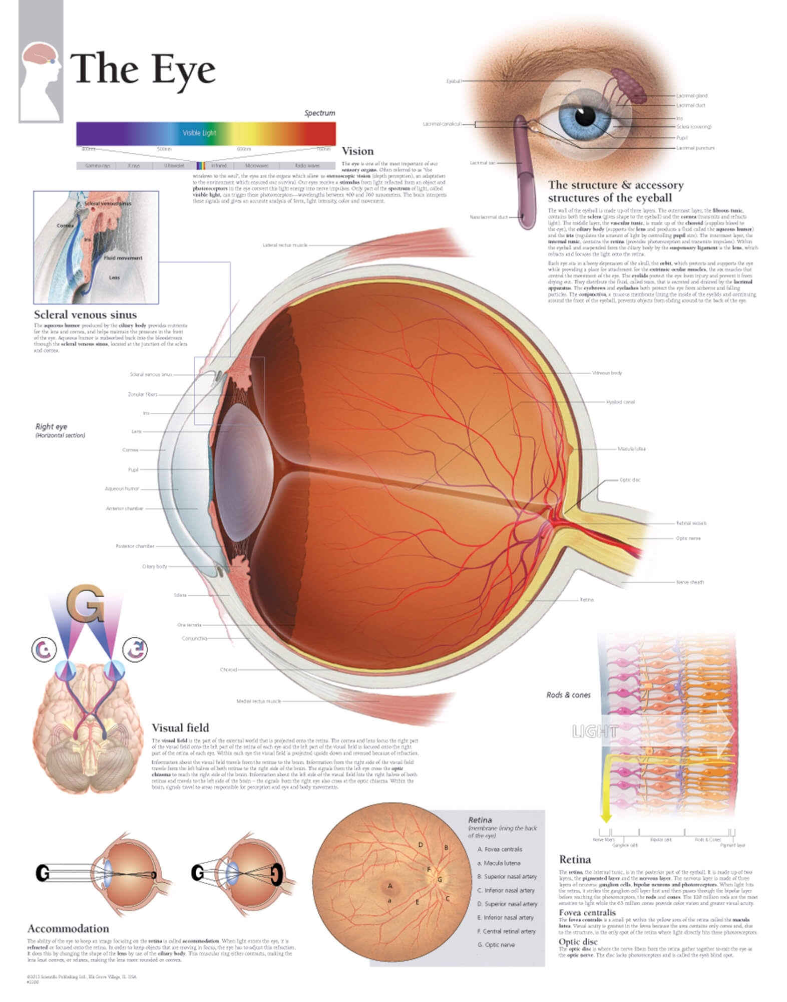 eye structure download
