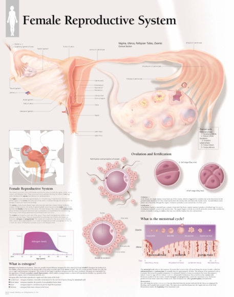 female reproductive anatomy
