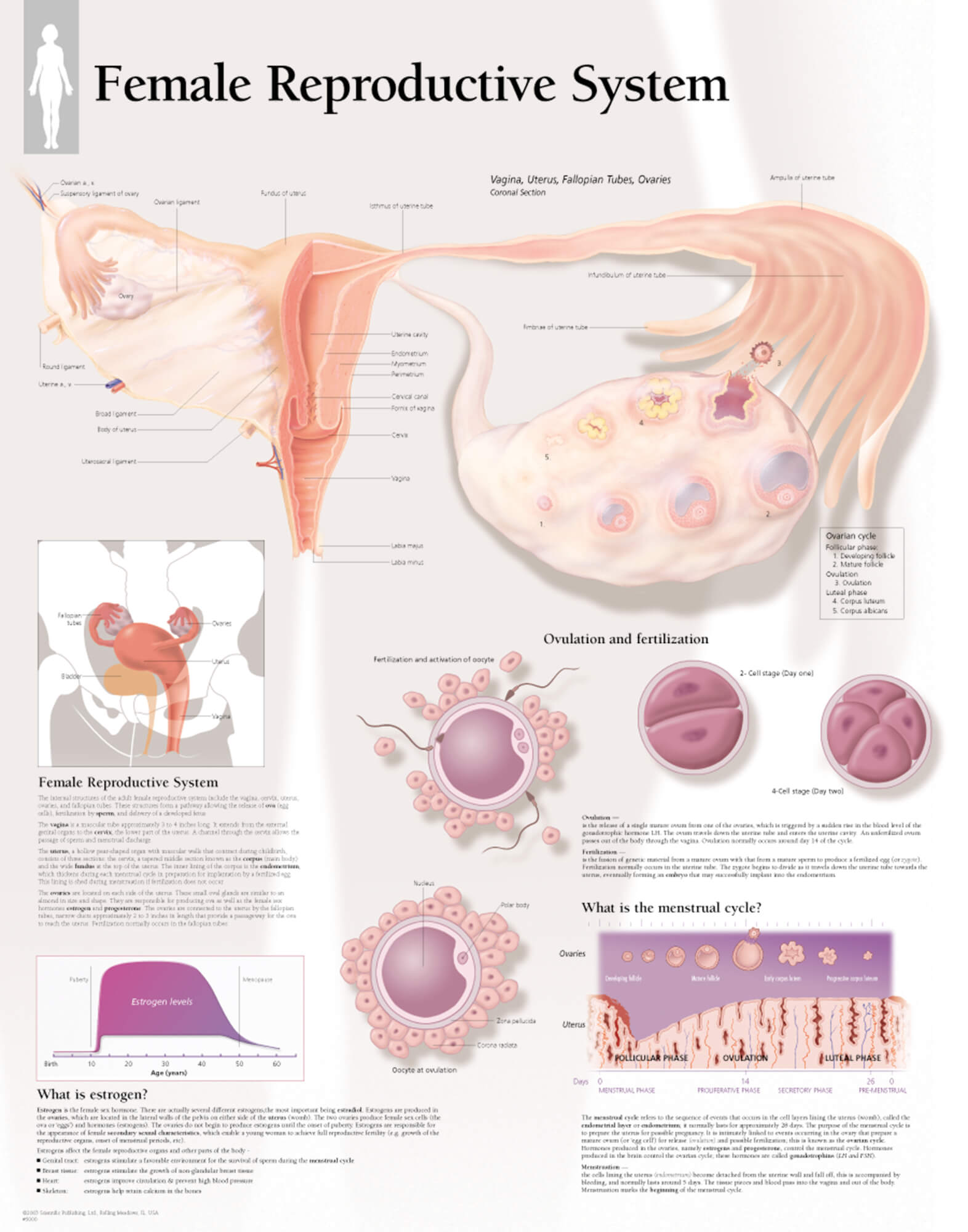 Female Reproductive System – Scientific Publishing