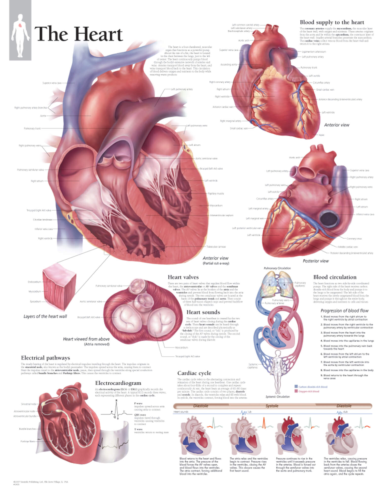 Anatomy Of The Heart Chart