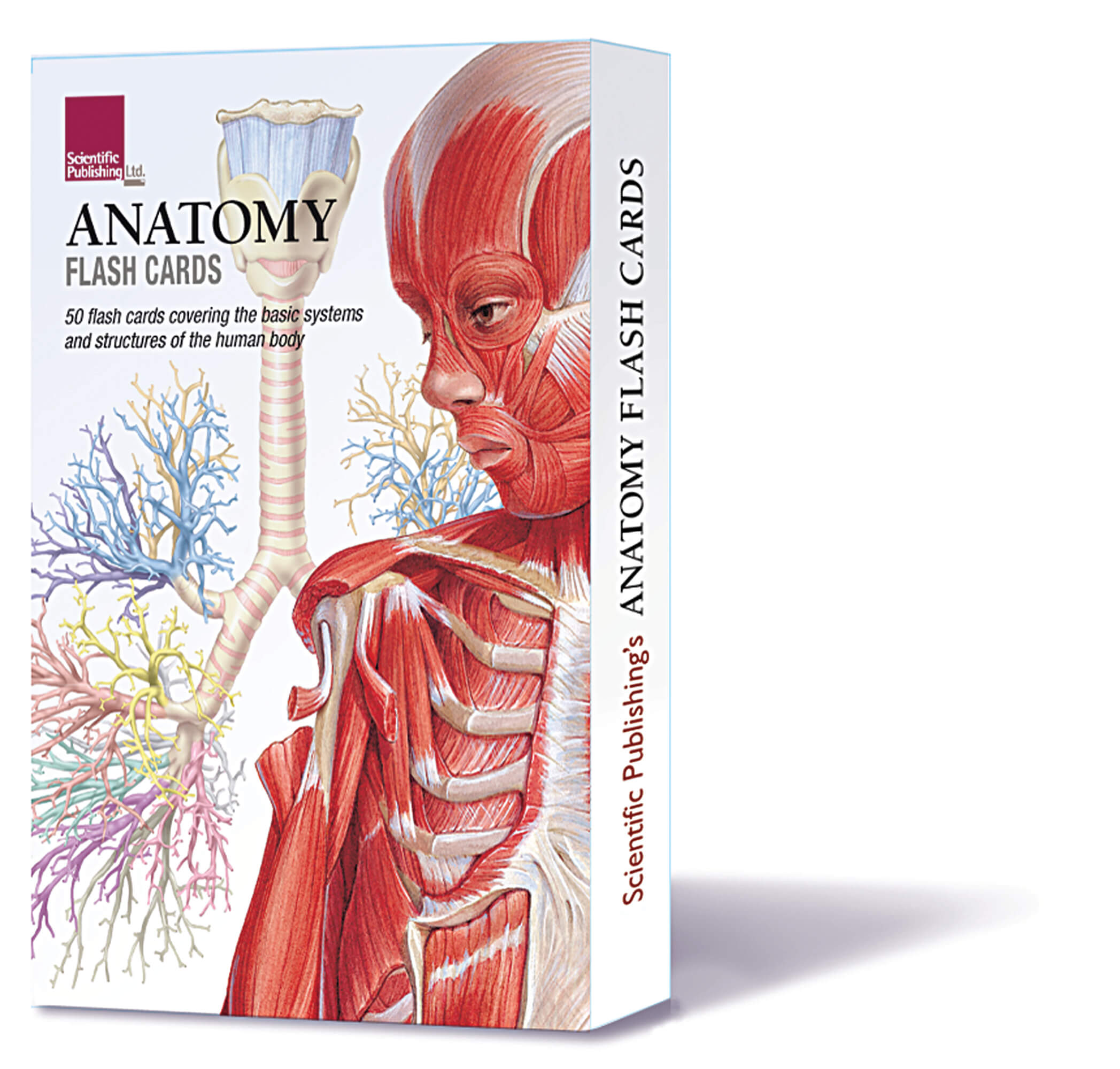 Anatomy flash cards