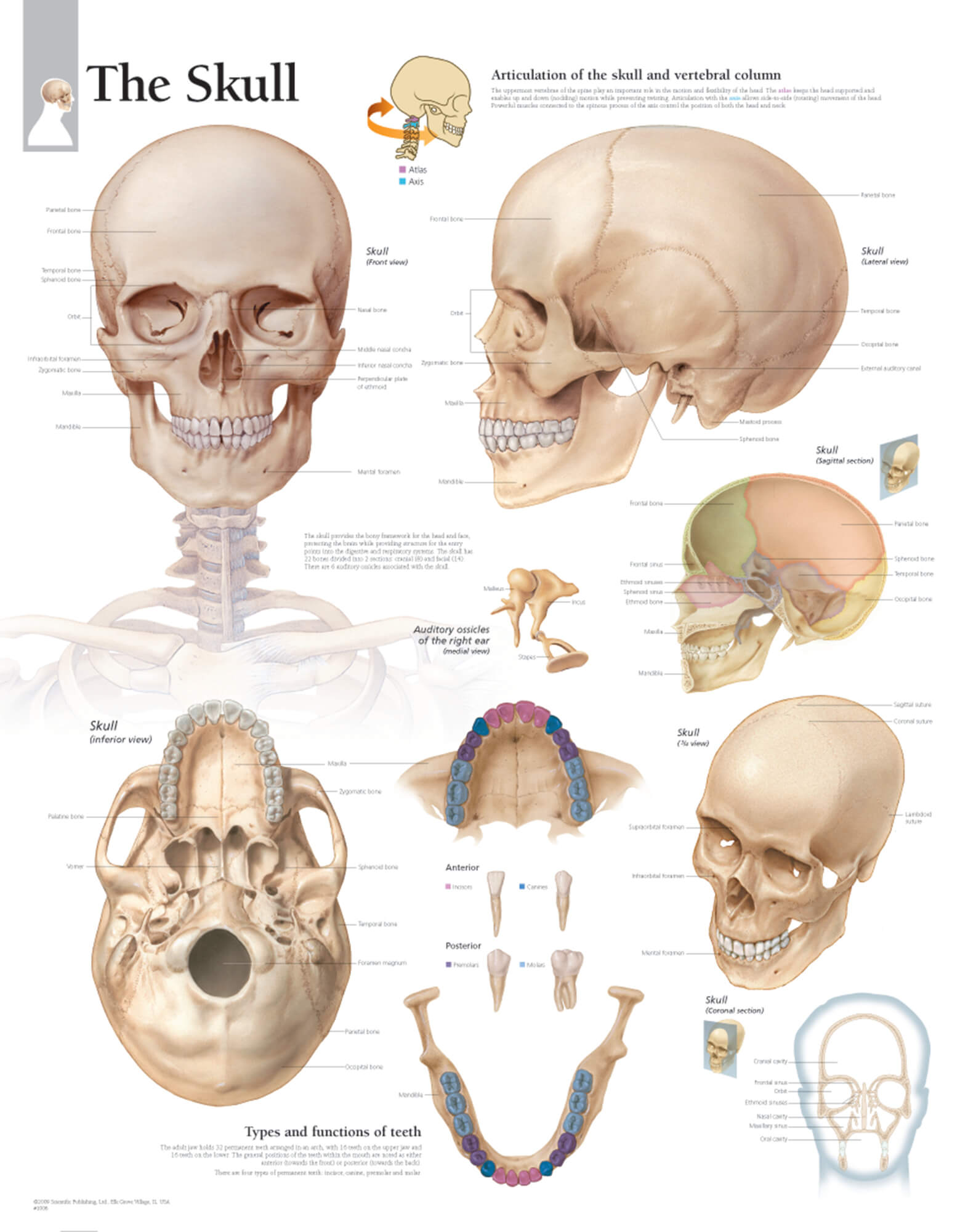 Skull Anatomy Chart