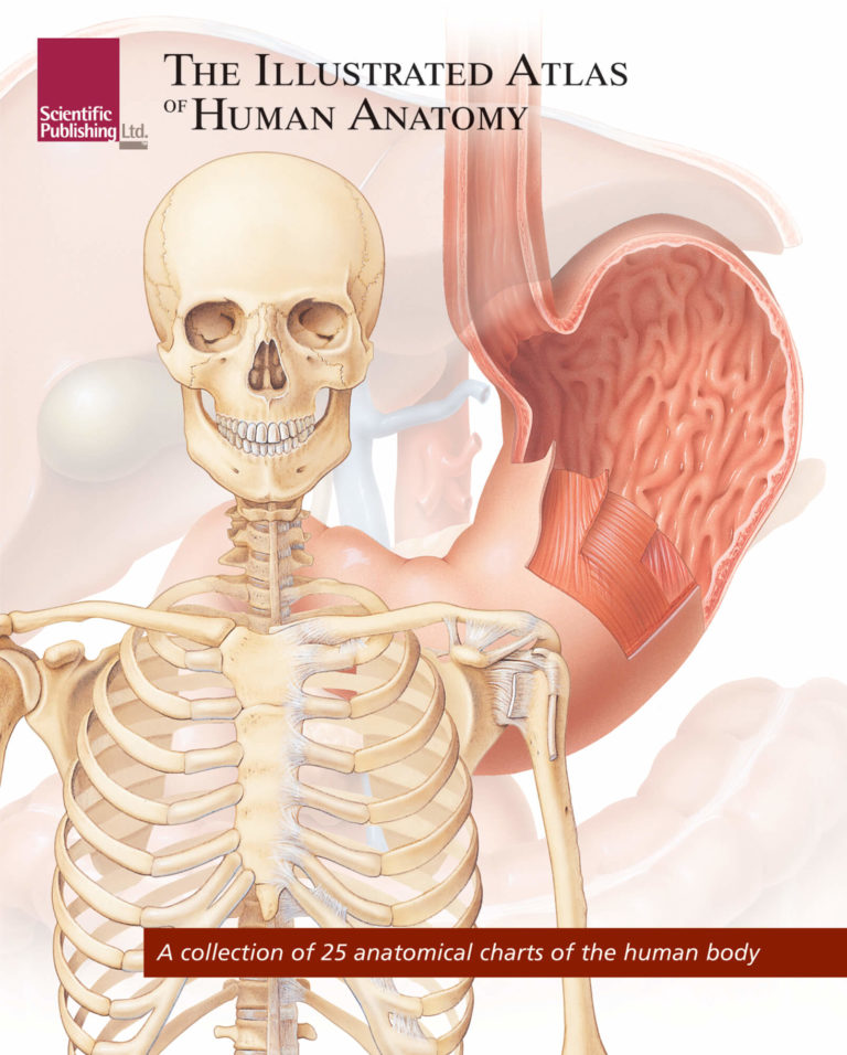 The Illustrated Atlas of Human Anatomy Scientific Publishing