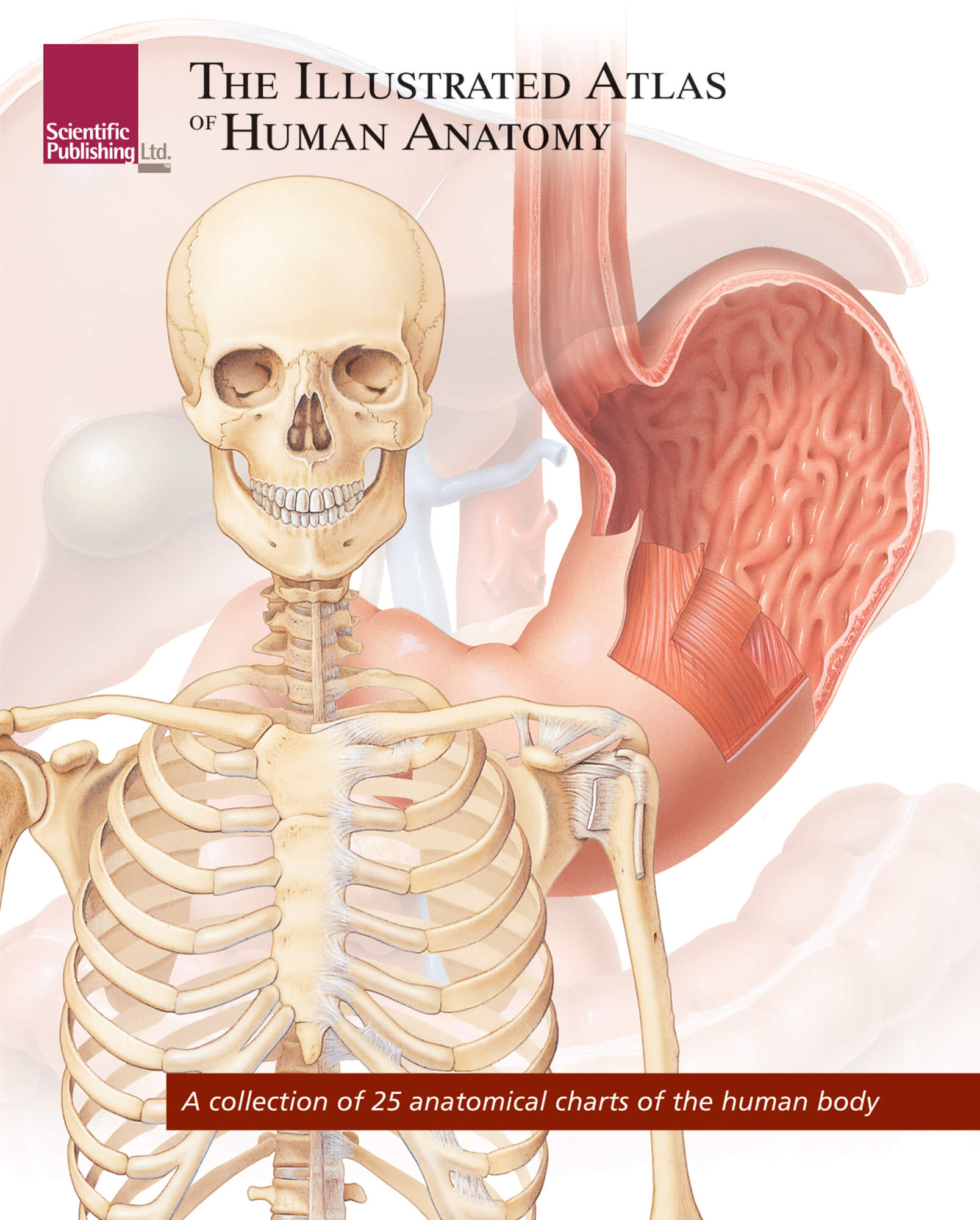 Anatomical Charts Of The Human Body