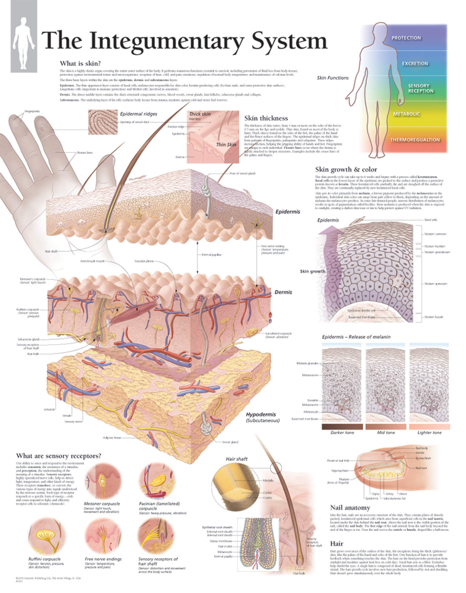 The Integumentary System | Scientific Publishing