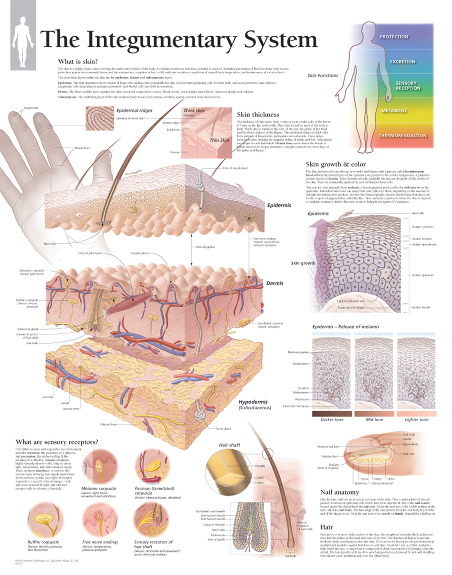 skin anatomy