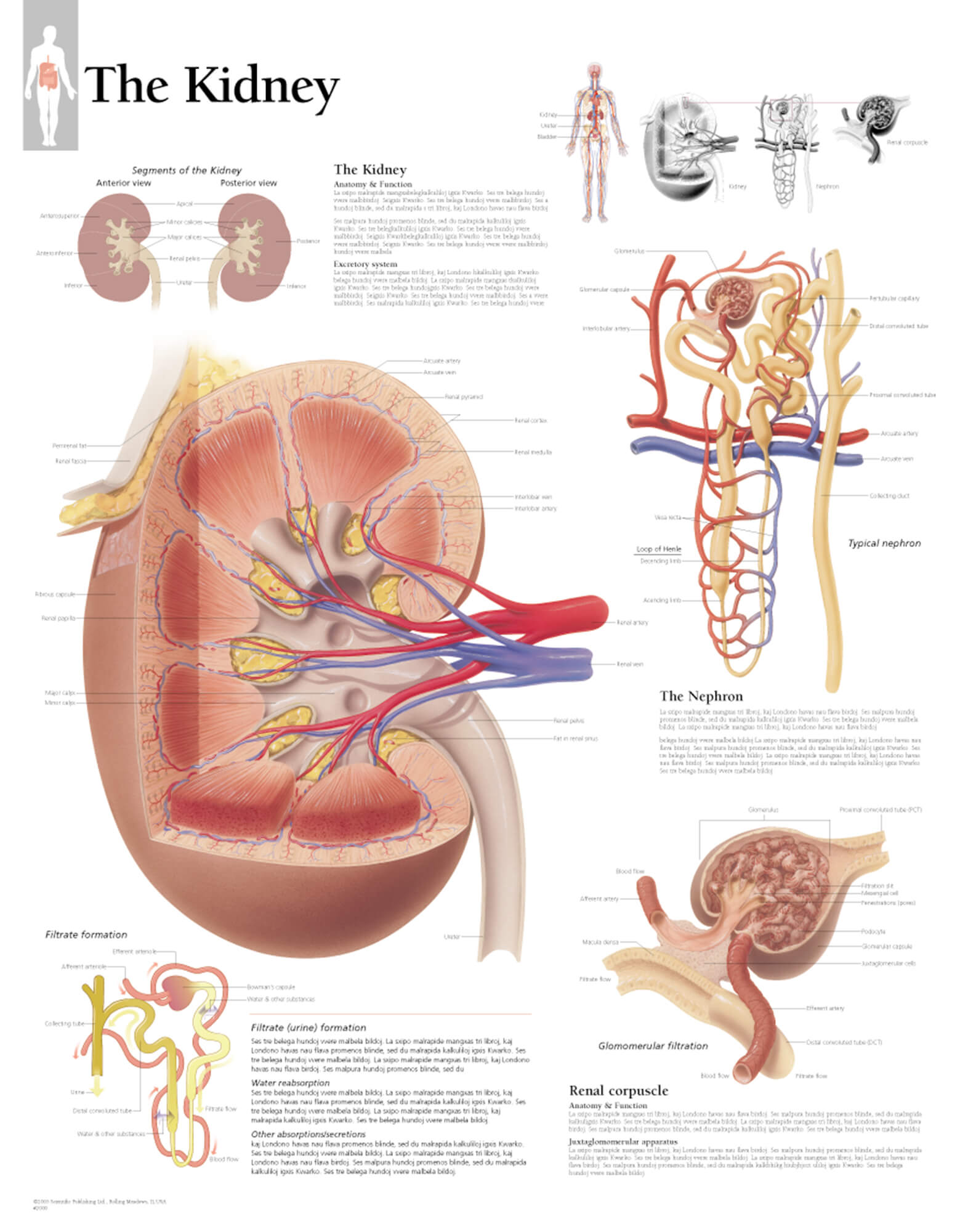 The Kidney – Scientific Publishing