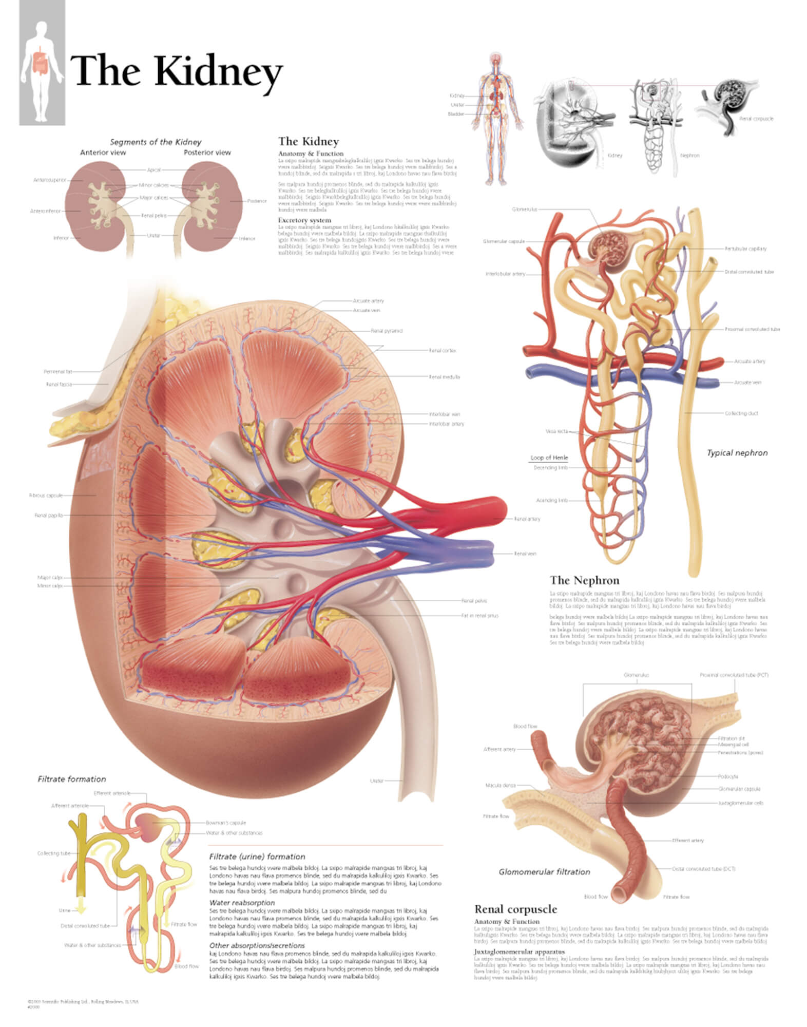 kidney anatomy