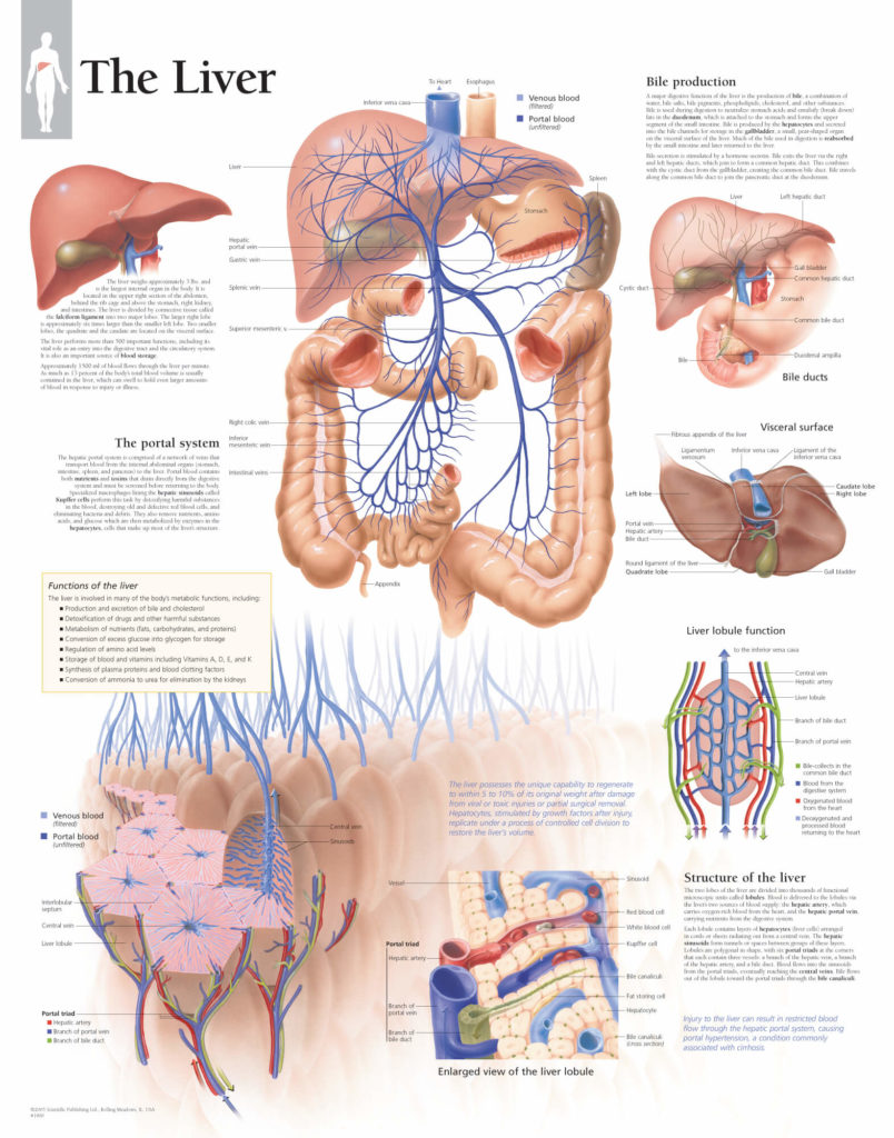 The Liver – Scientific Publishing