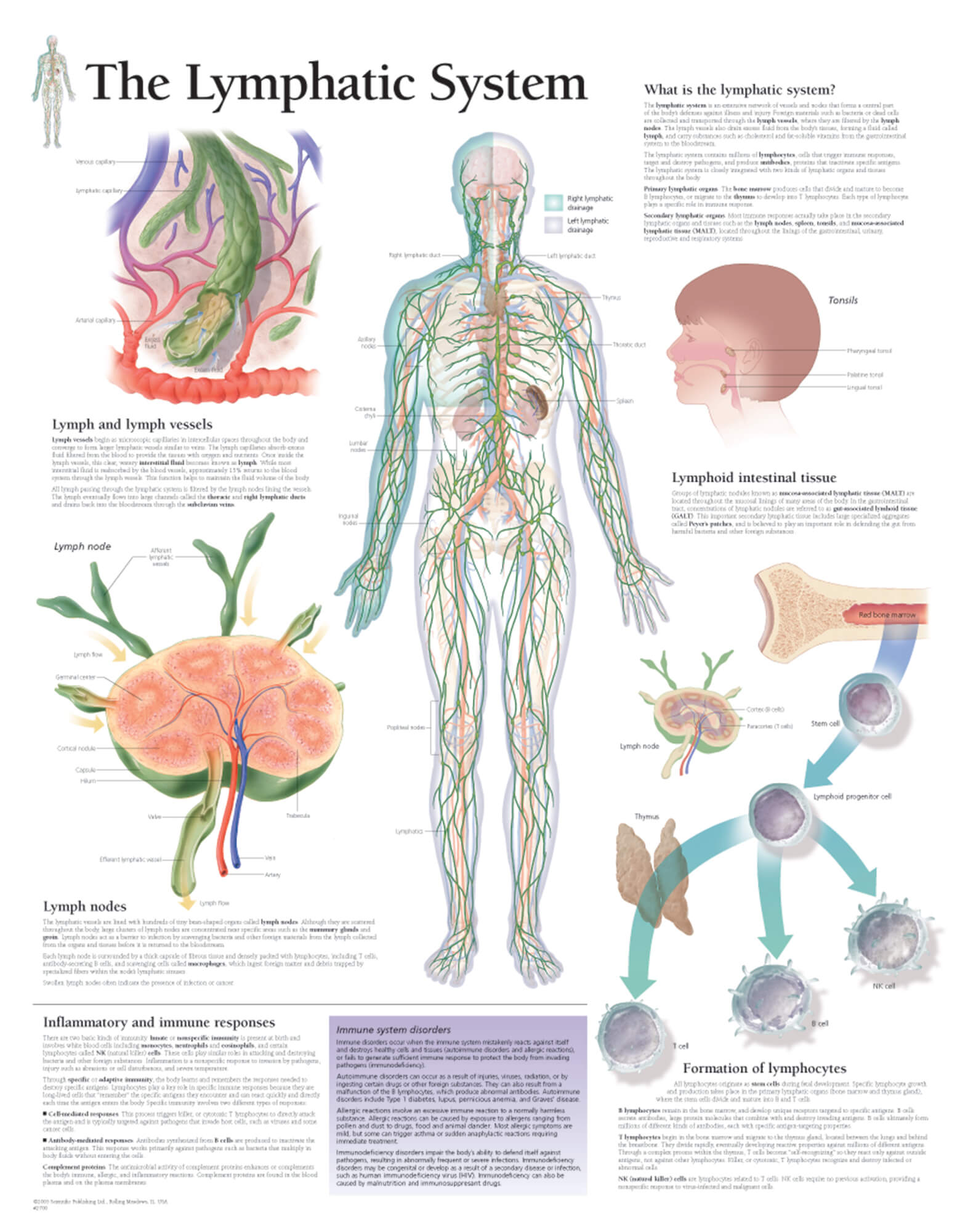 Lymphatic System Chart Pdf