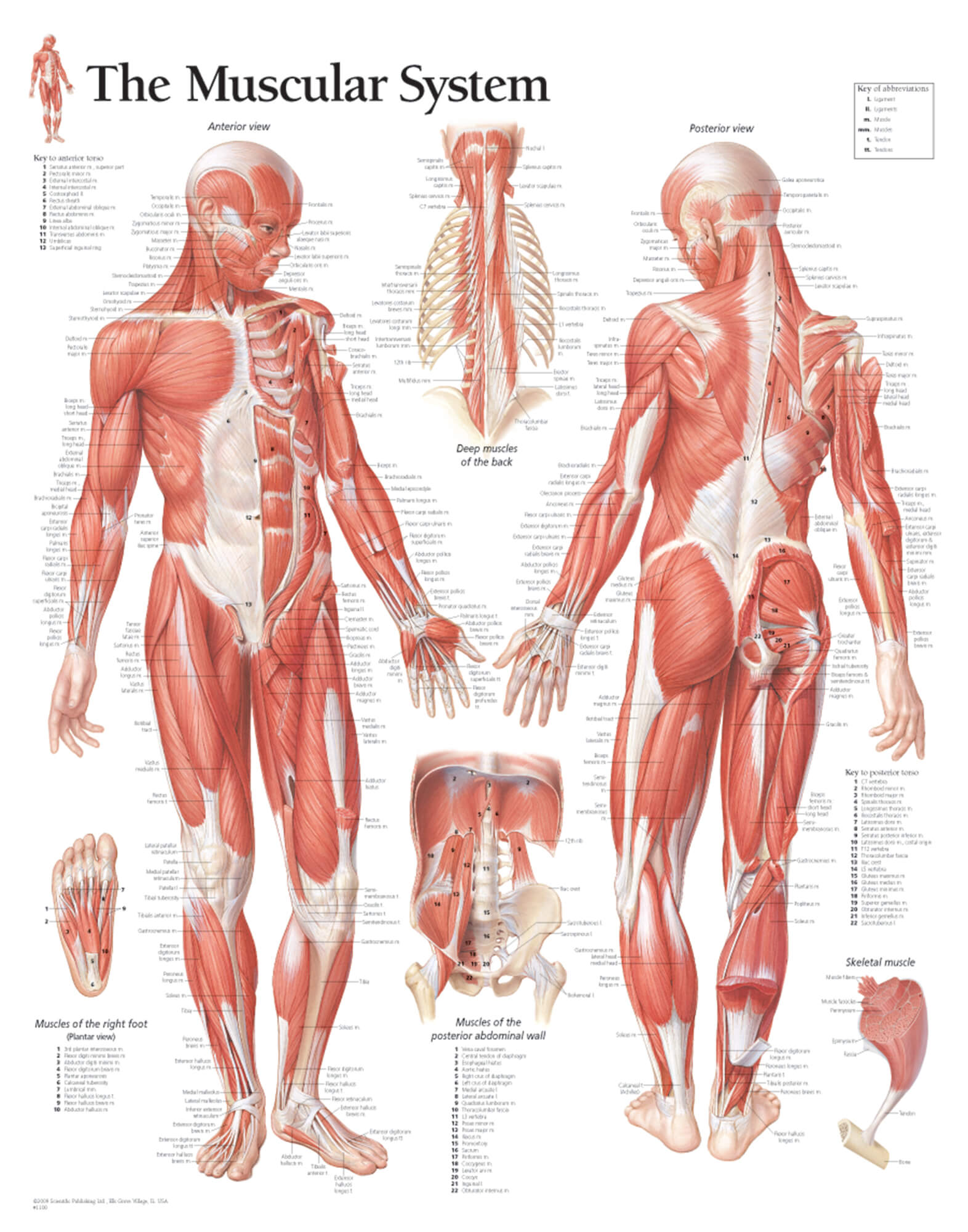 Human Body Wall Chart