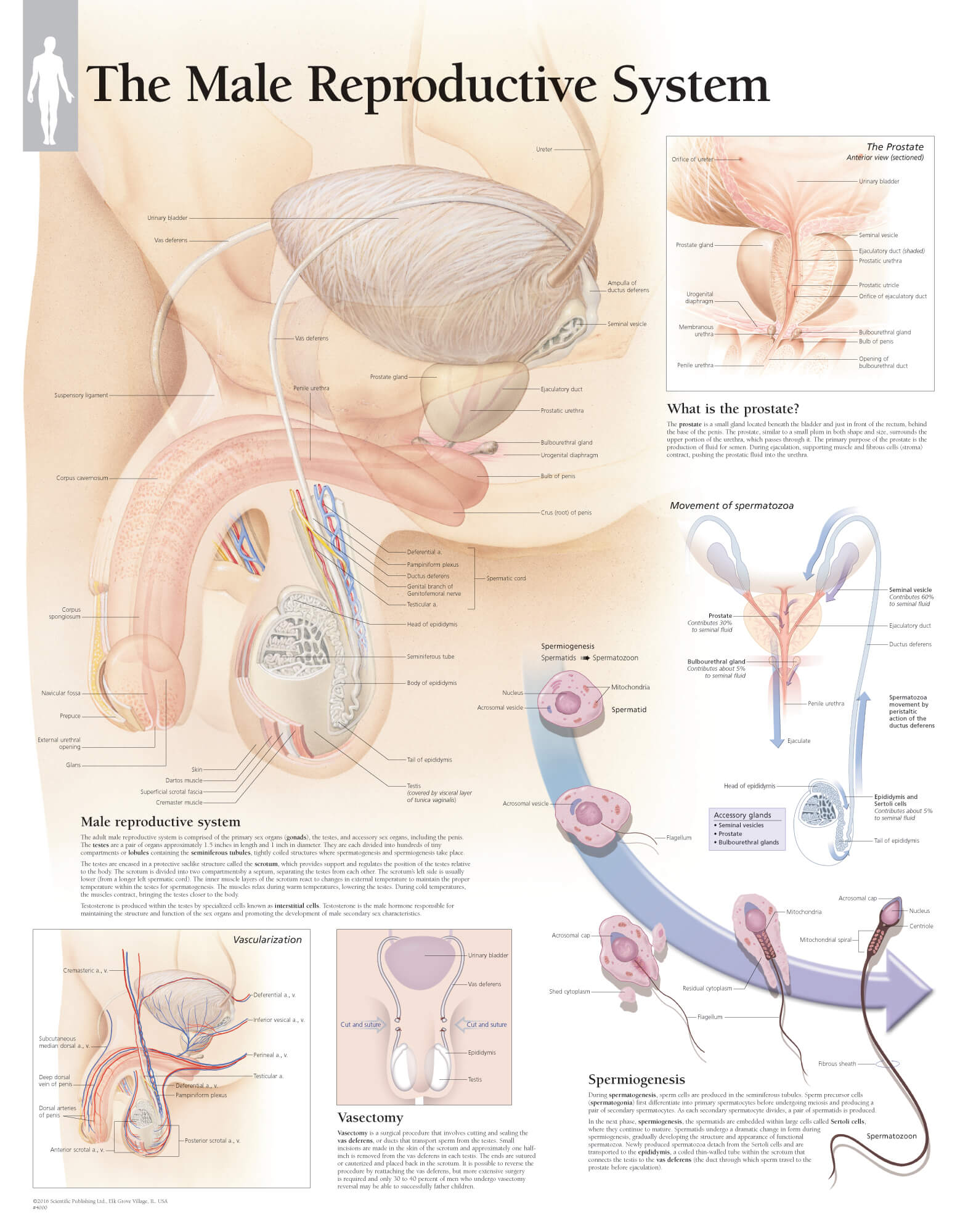 male reproductive anatomy