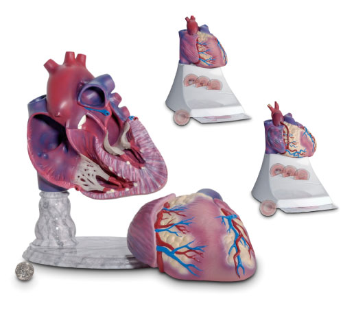 Anatomical Models