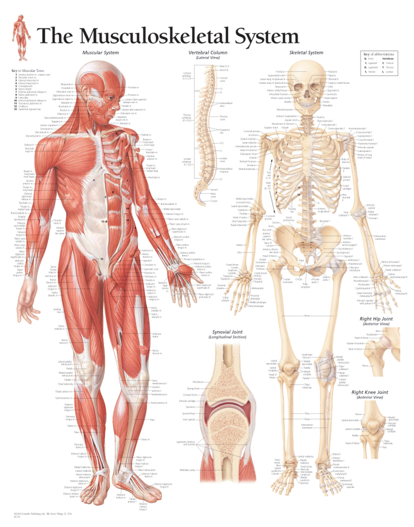 The Musculoskeletal System – Scientific Publishing