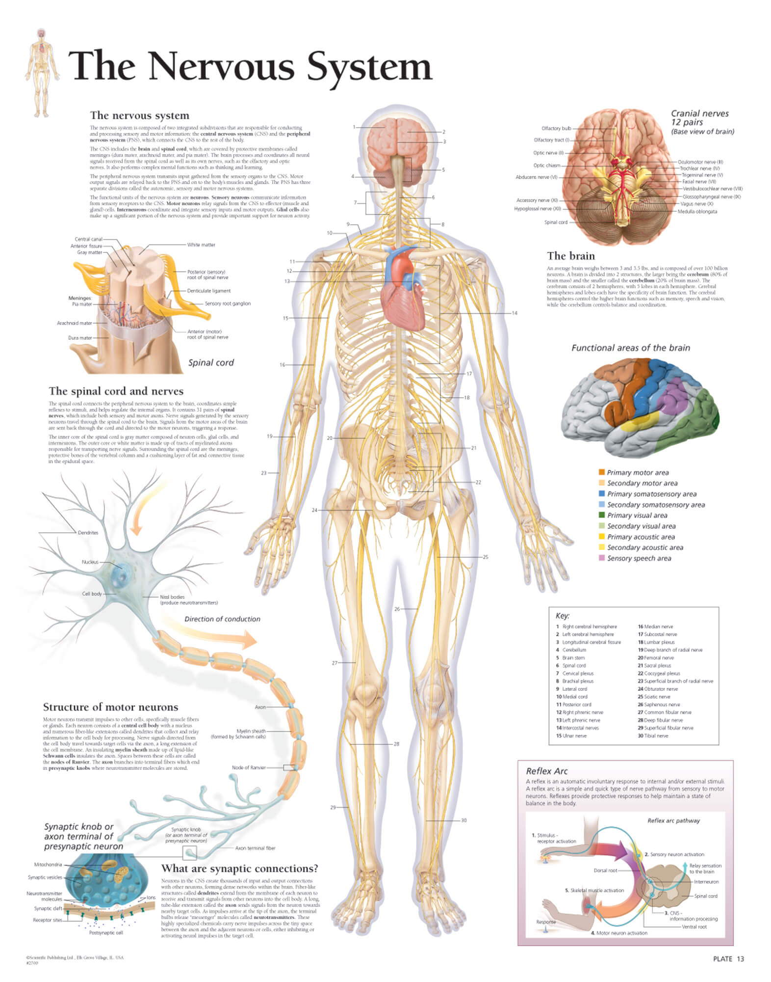 Nervous System Anatomical Chart