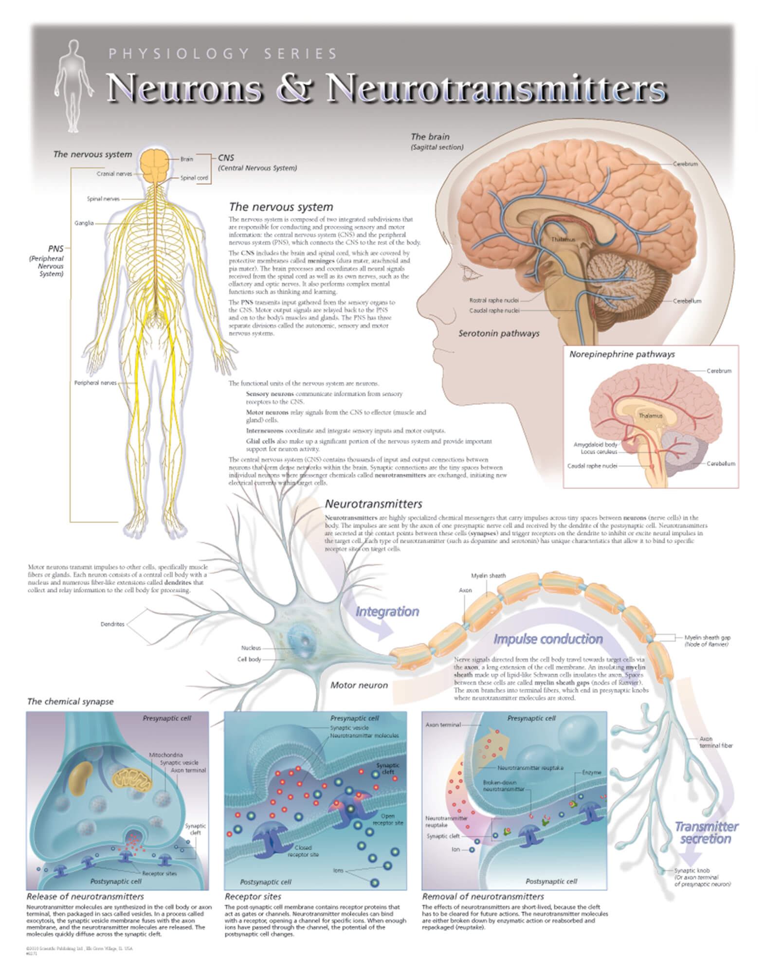 brain physiology