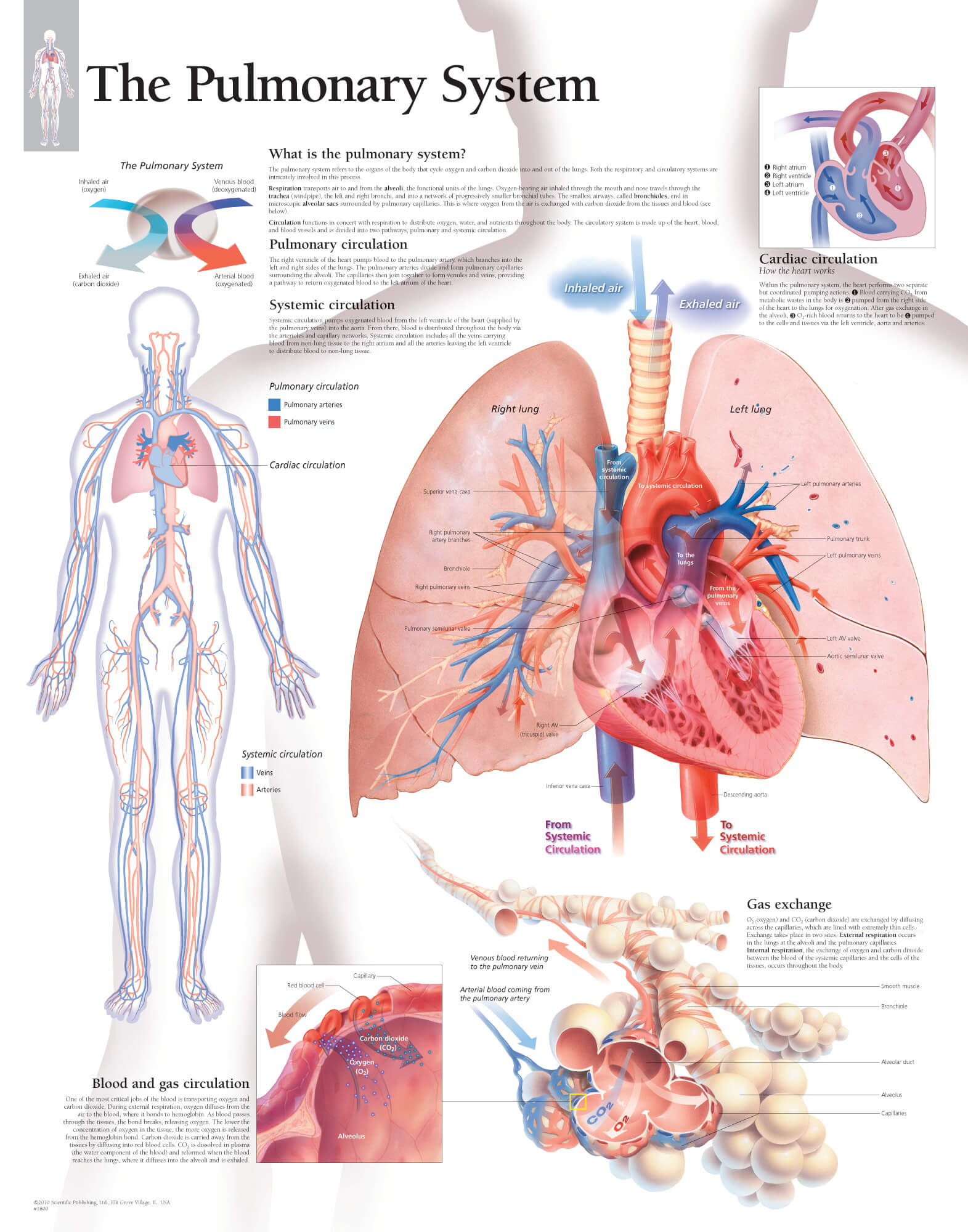 pulmonary ssystem