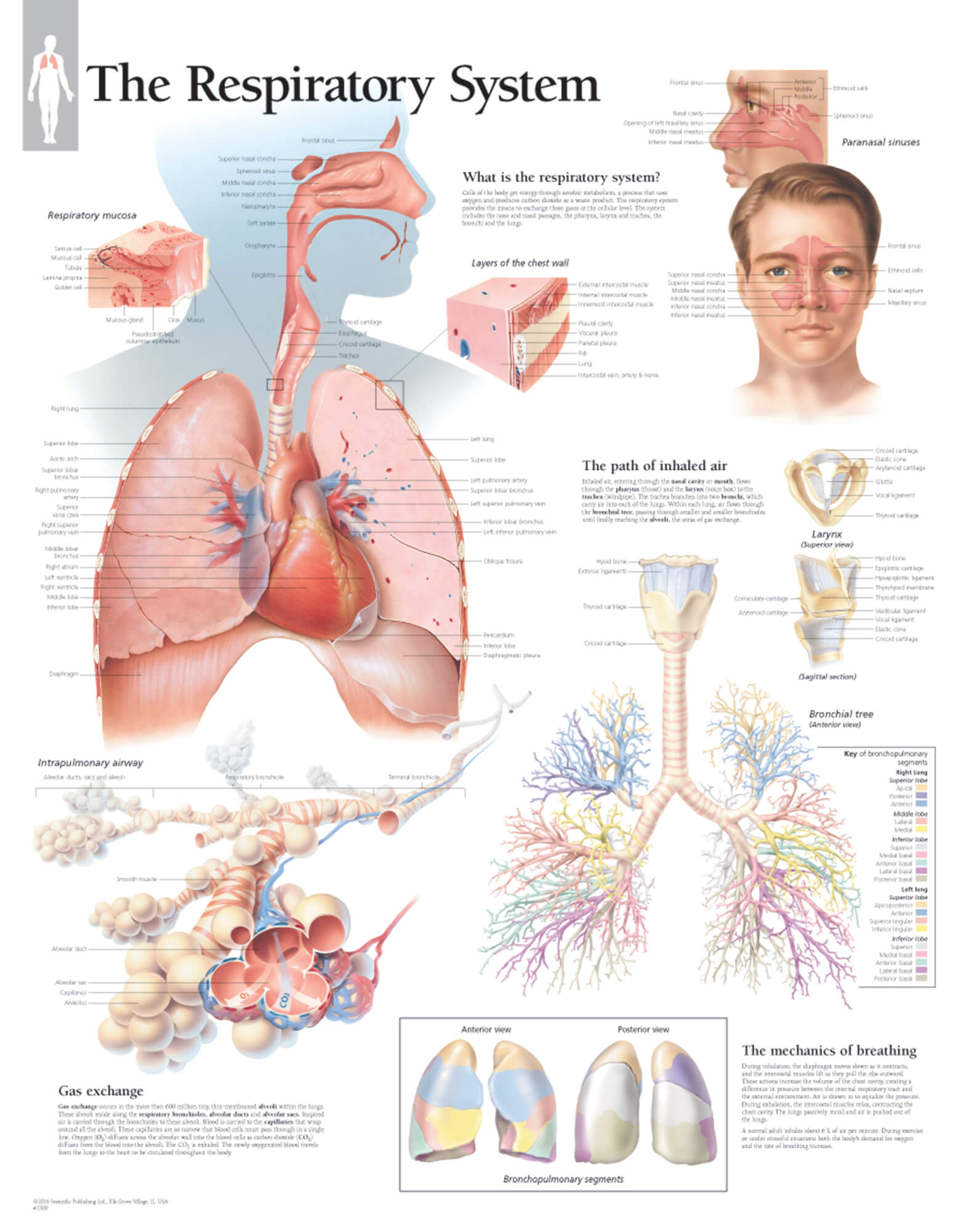 respiratory system