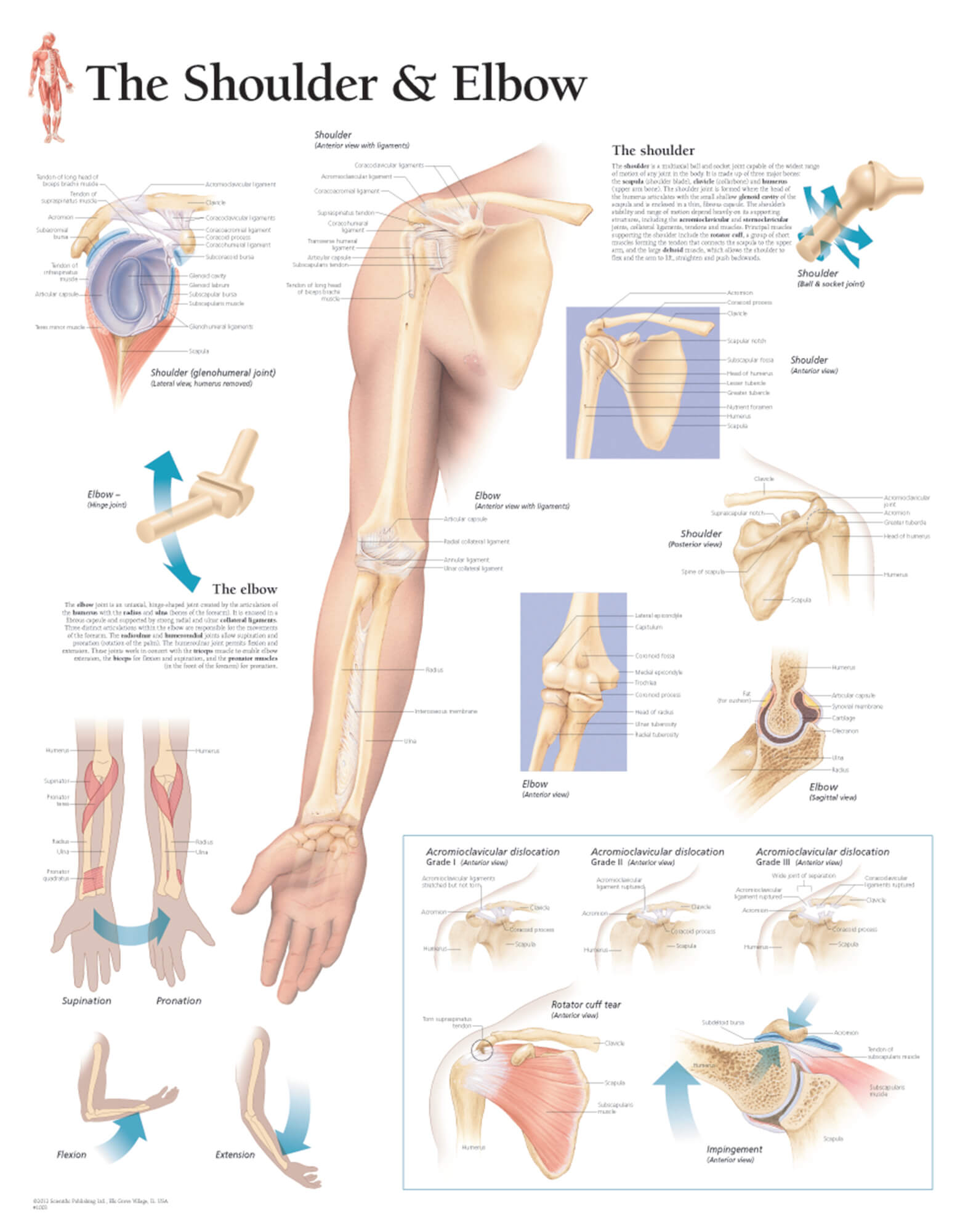 shoulder and elbow anatomy