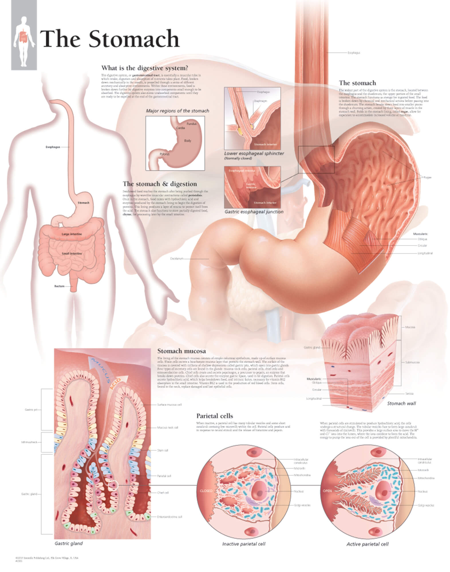 Gastroesophageal Disorders Anatomical Chart