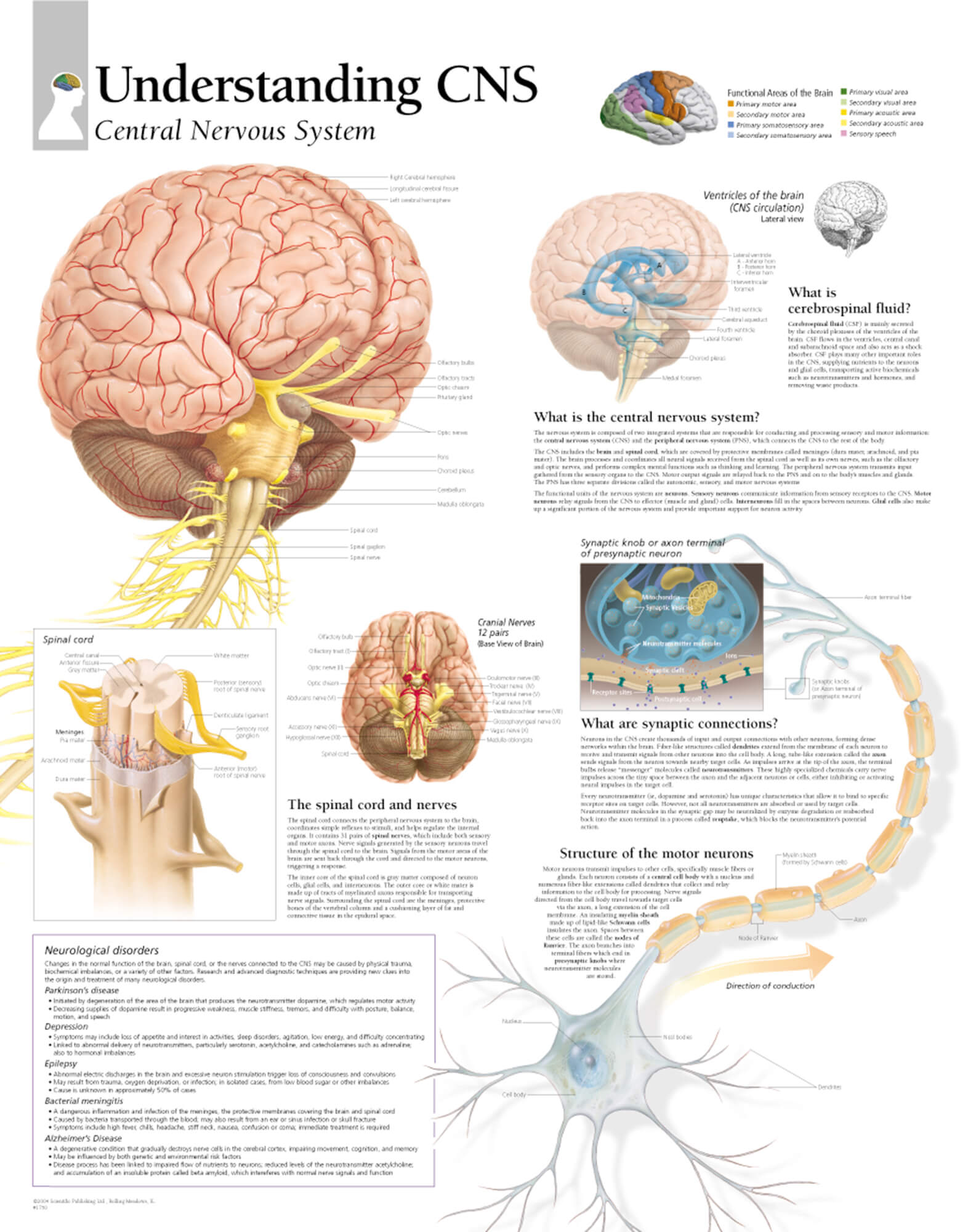 central nervous system