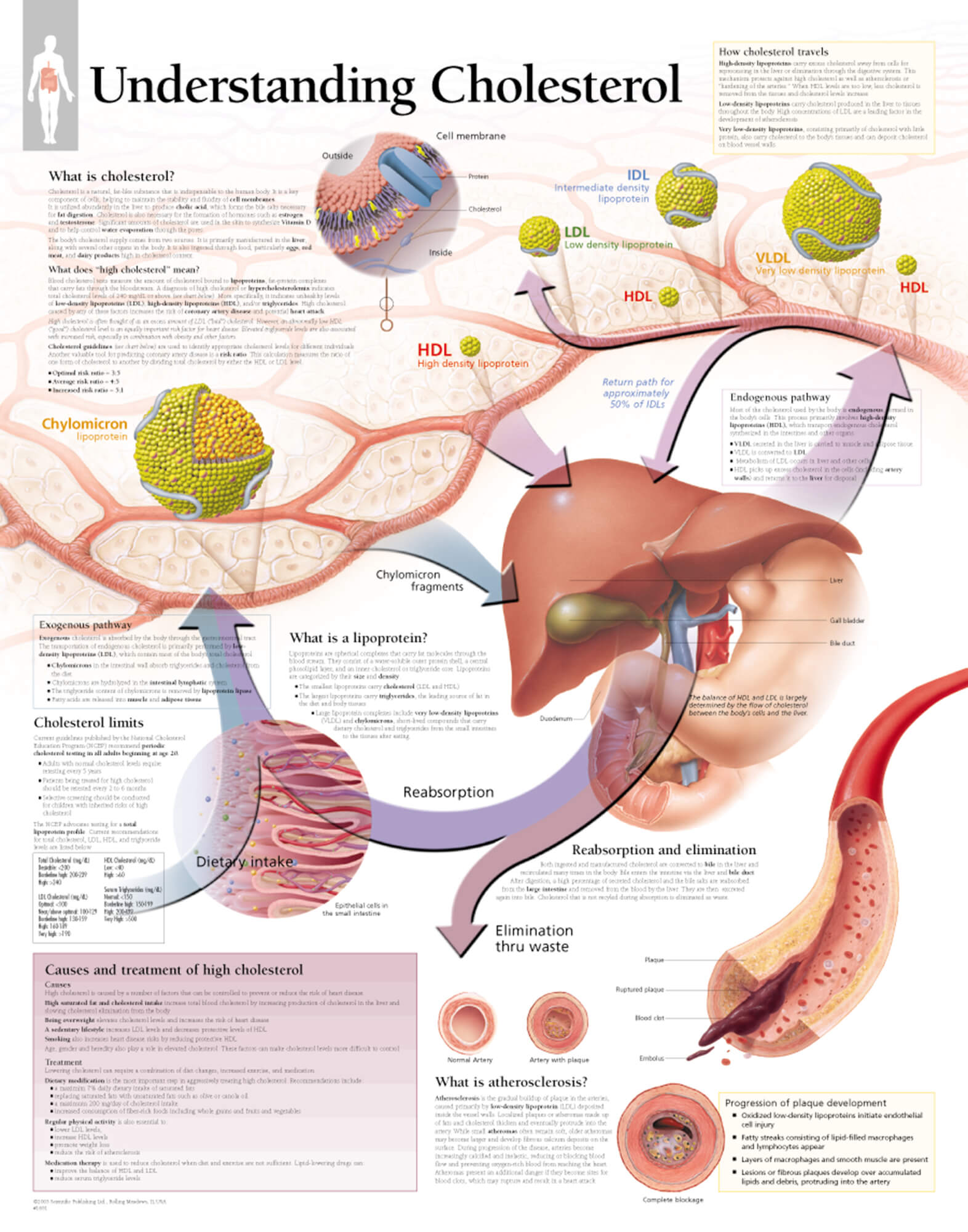 Scientific Publishing Understanding DVT Deep Vein Thrombosis Chart