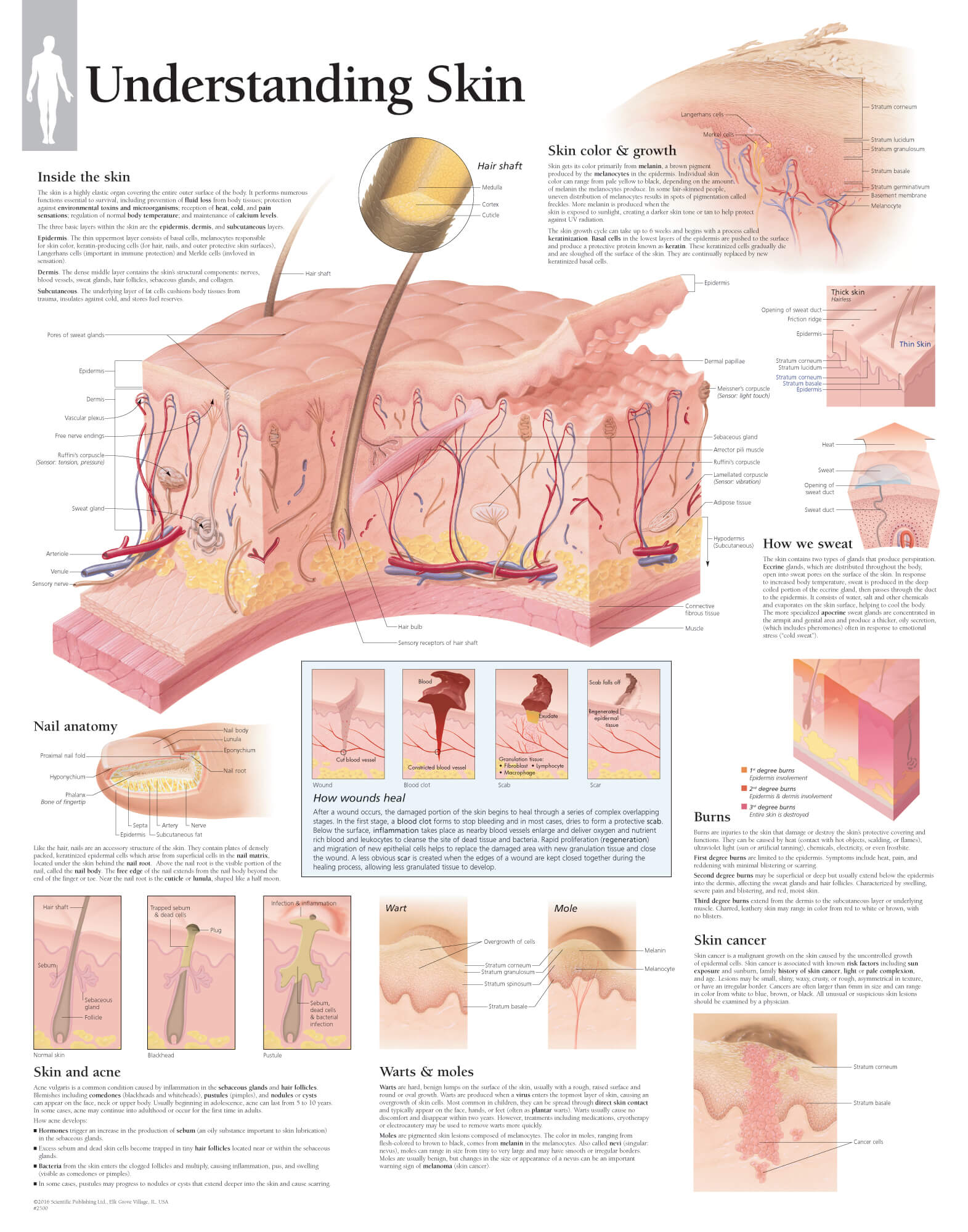 skin anatomy