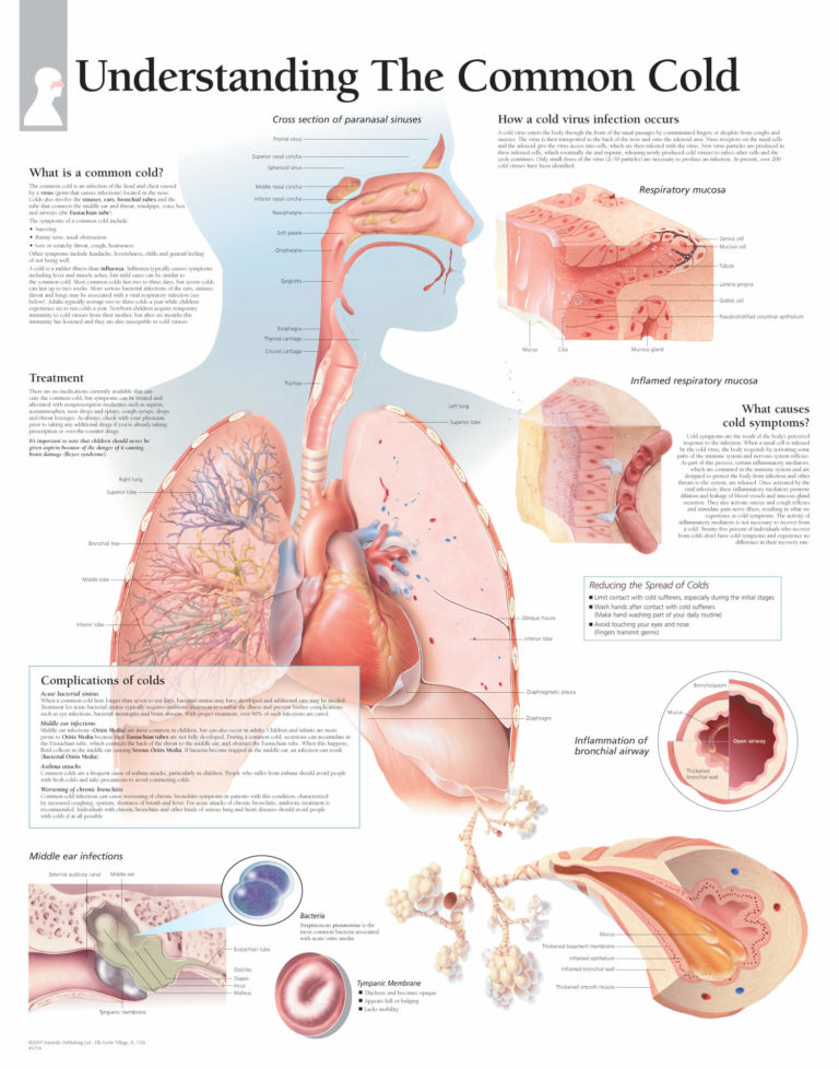 research into the common cold