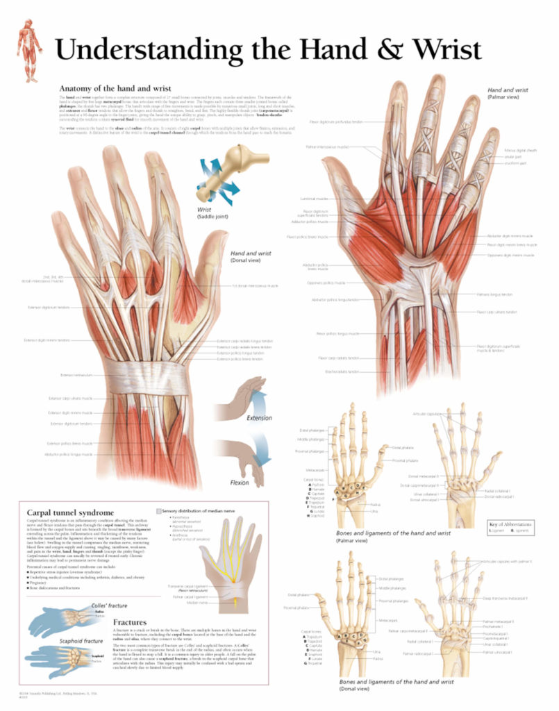 Wrist And Hand Diagram Biology Diagrams