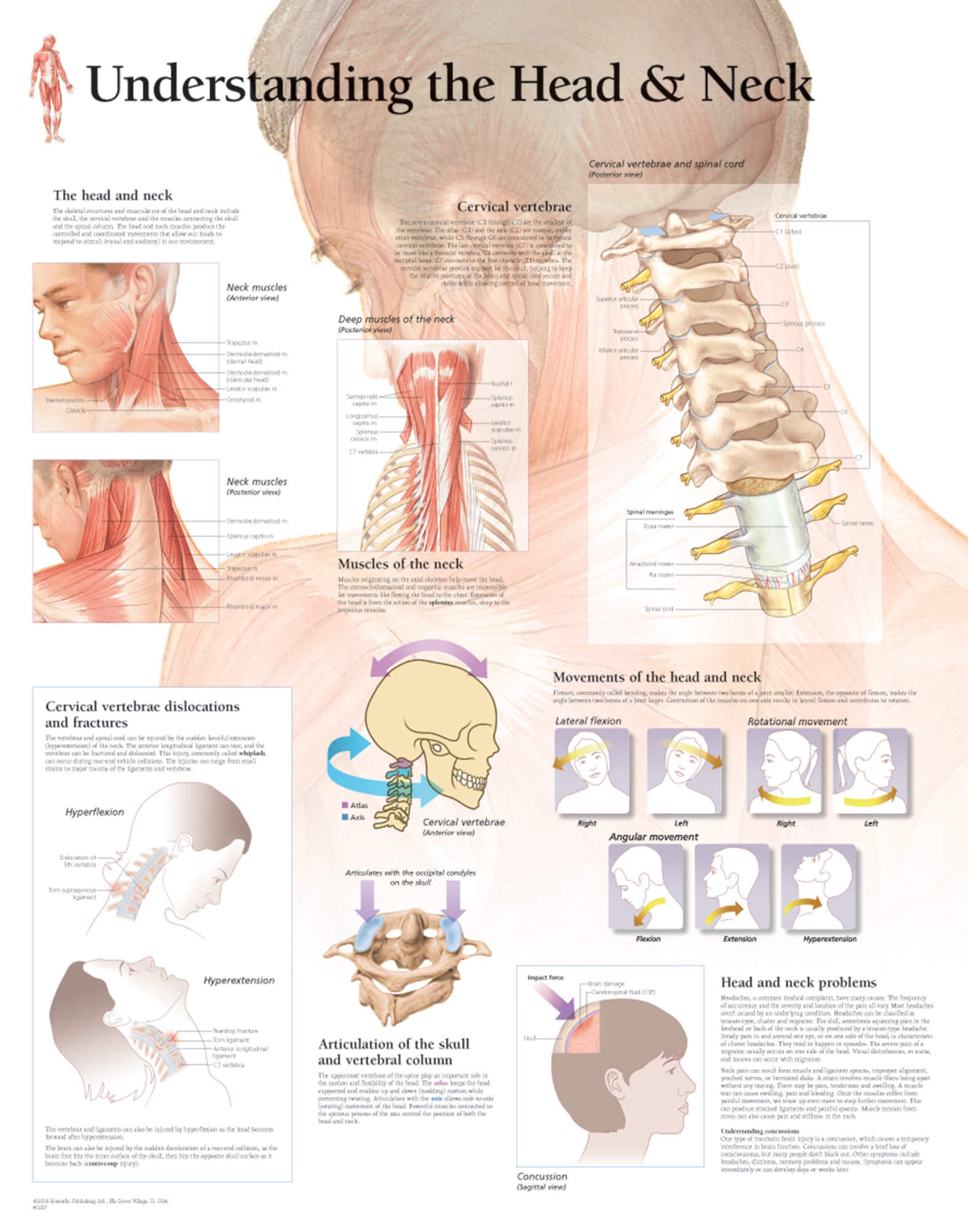 Head And Neck Anatomical Chart