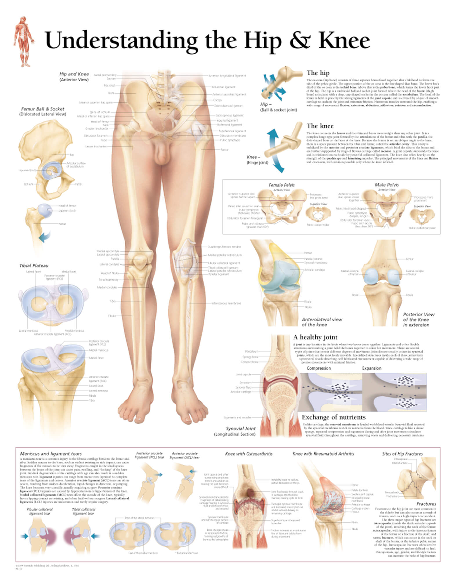 Anatomical Knee Chart