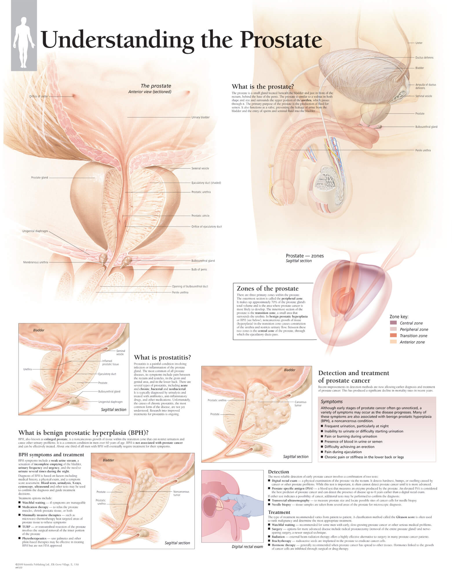 prostate anatomy