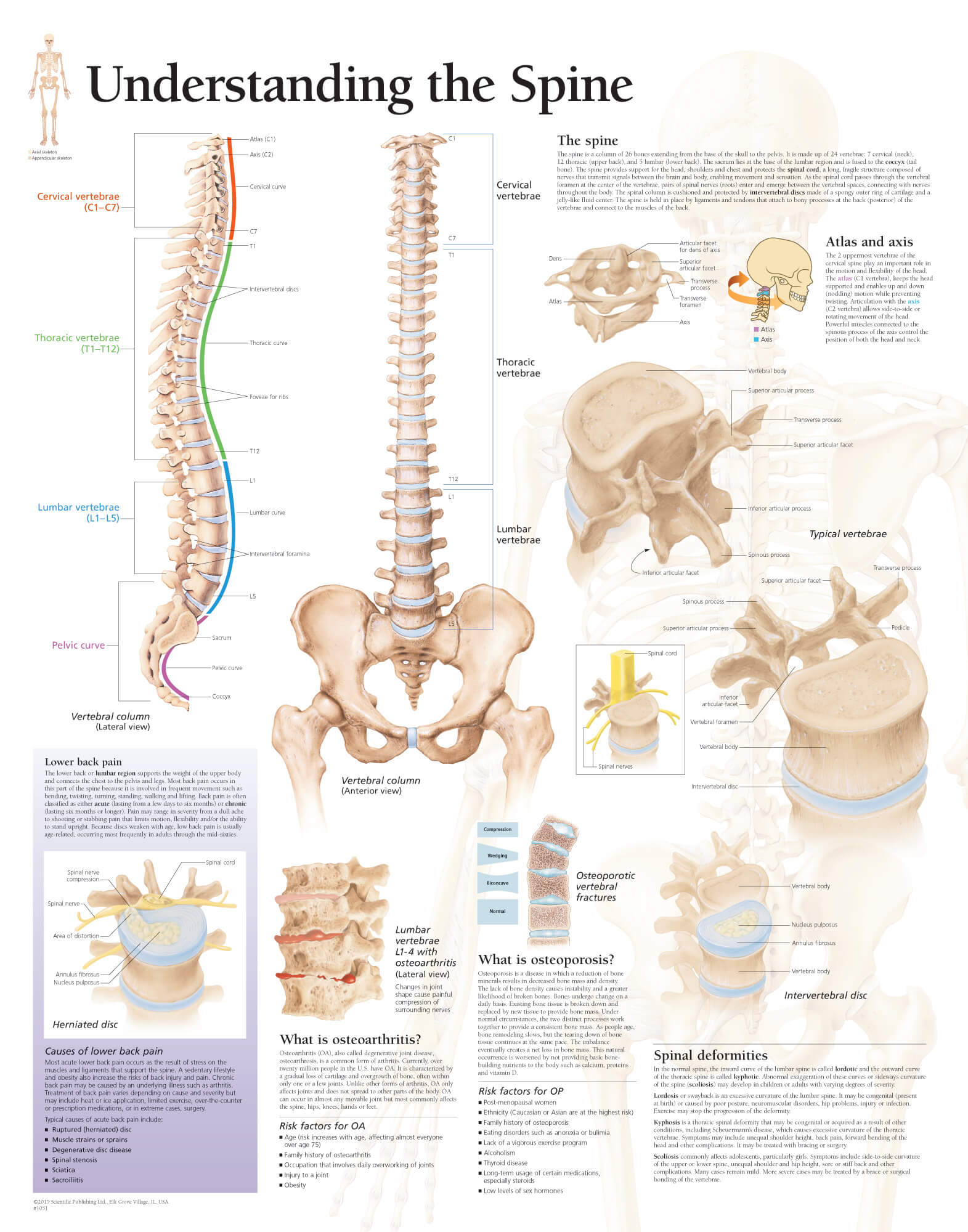 Understanding the Spine | Scientific Publishing