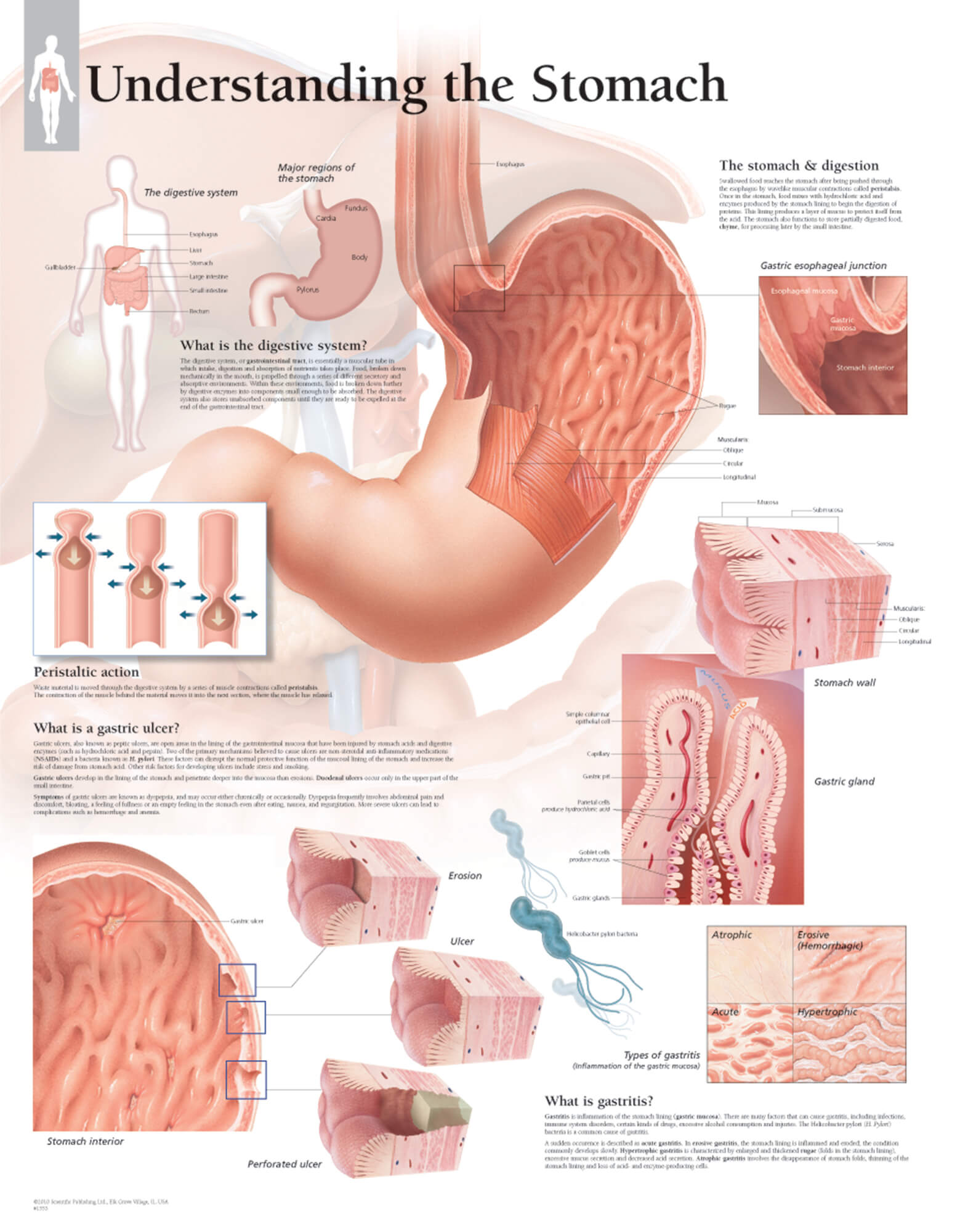 stomach anatomy