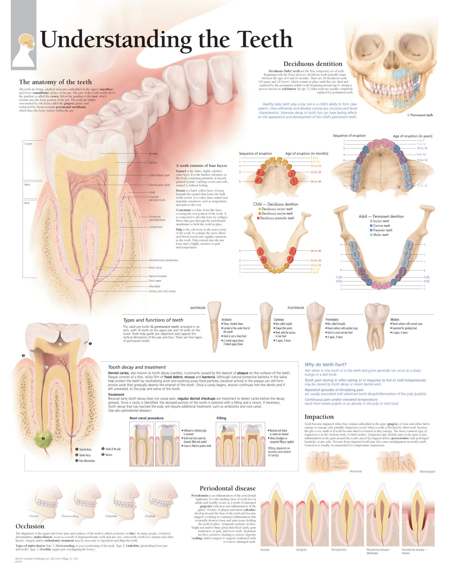 teeth anatomy