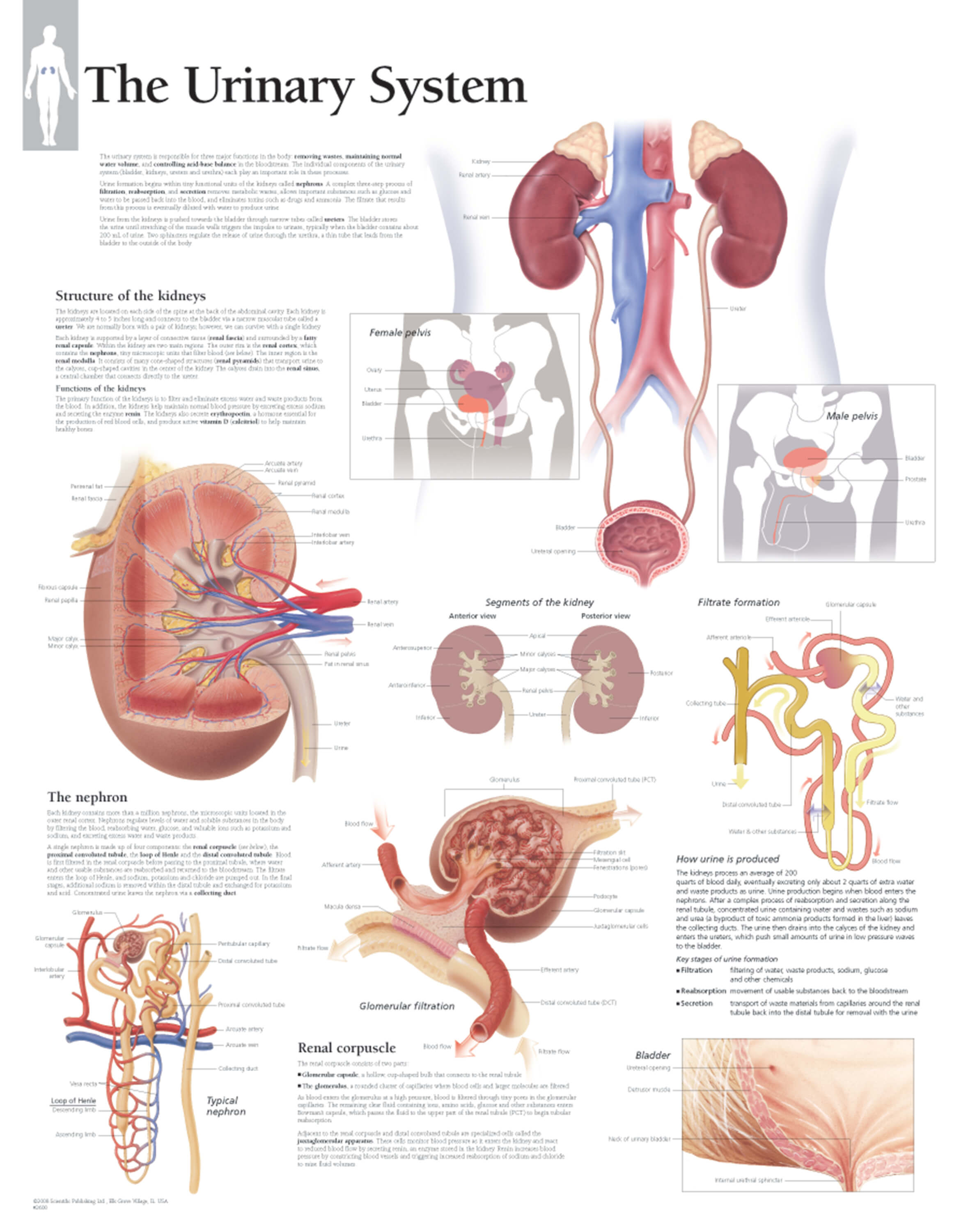 urinary system