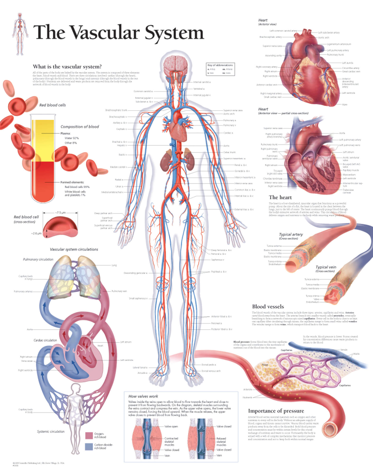 Cardiovascular System Chart