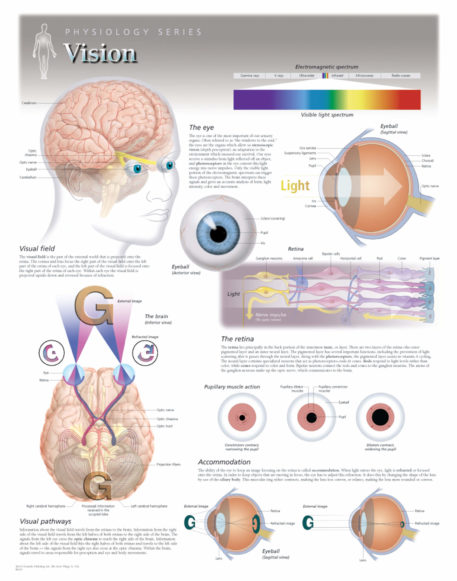 vision physiology