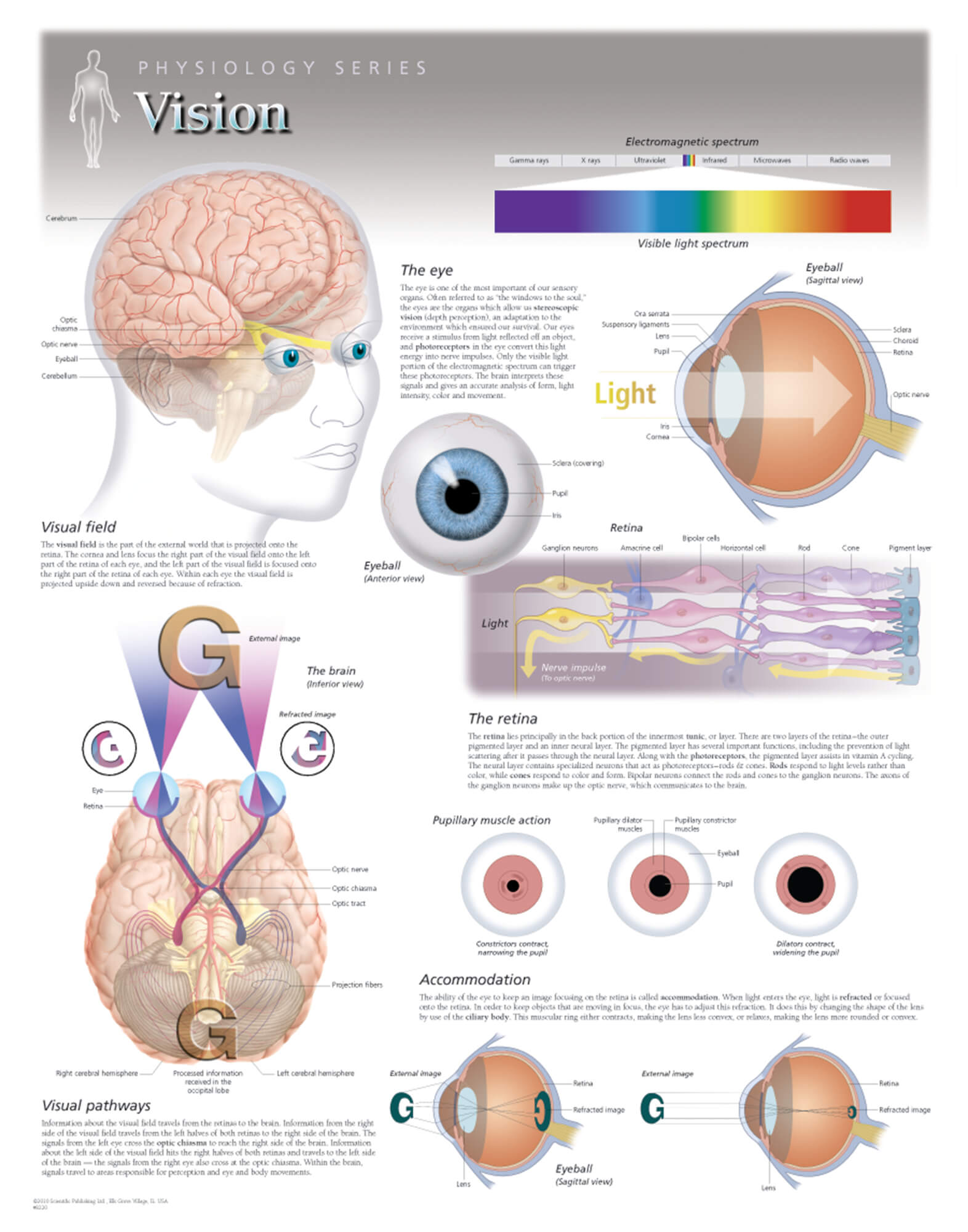 Anatomy & Physiology Flash Cards By Scientific Publishing PDF Download