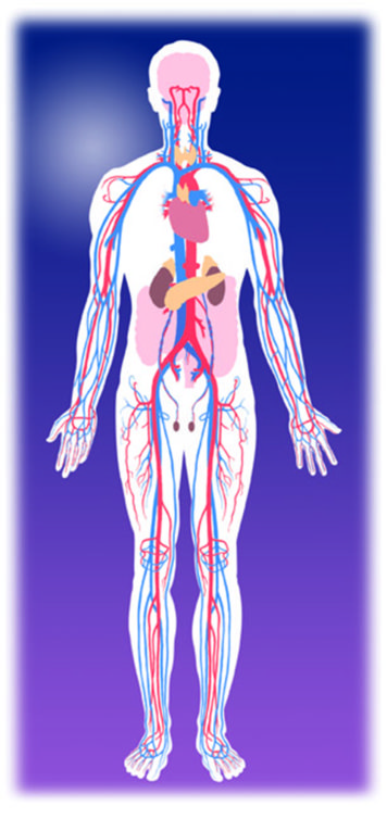 Endocrine System