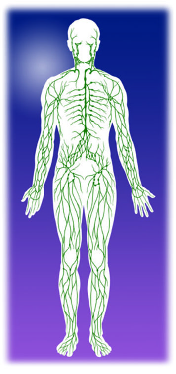 Lymphatic System